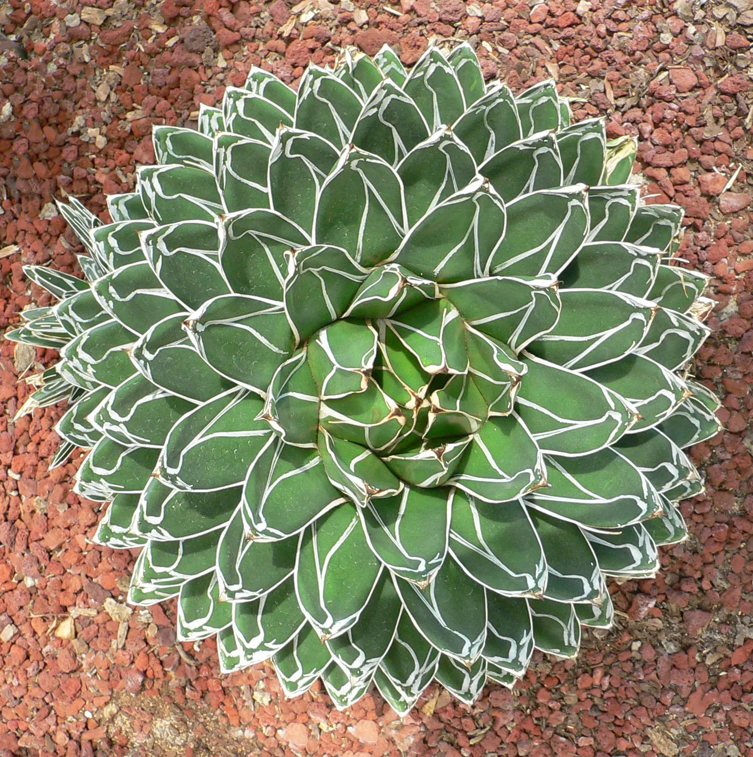 Queen Victoria Agave (Agave Victoriae-Reginae) — although frost may damage its tips, image 32