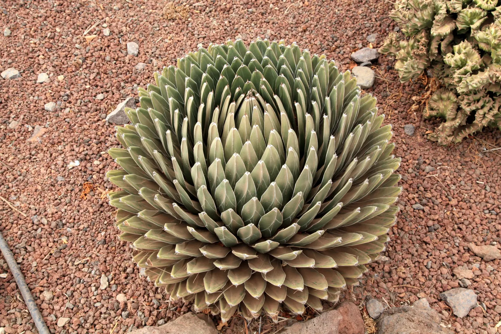 Queen Victoria Agave (Agave Victoriae-Reginae) — can tolerate temperatures as low as 10-15 degrees Fahrenheit; being drought tolerant, it requires minimal