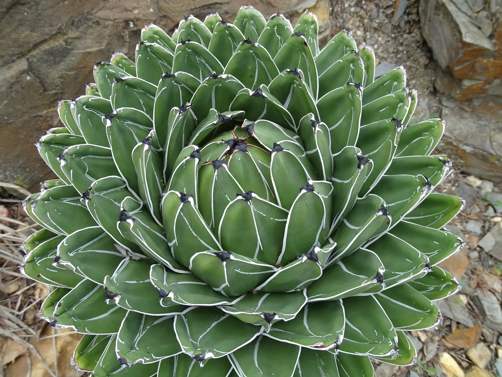 Queen Victoria Agave (Agave Victoriae-Reginae) — or in container plantings for patios and terraces; being drought tolerant, it requires minimal, image 58