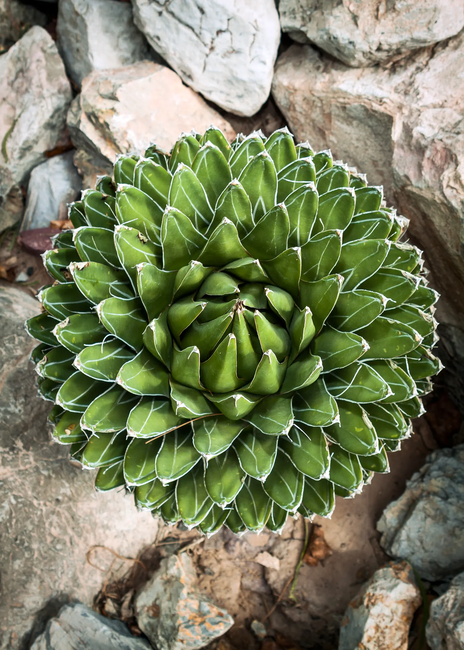 Queen Victoria Agave (Agave Victoriae-Reginae) — perfect for creating defined accents in rock gardens or xeriscapes