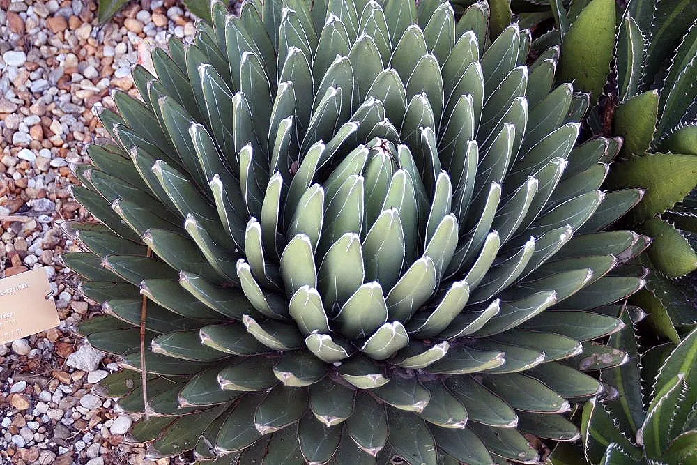 Queen Victoria Agave (Agave Victoriae-Reginae) — Being drought tolerant, it requires minimal water, thriving in full sun to part shade in zones 8-11, image 46