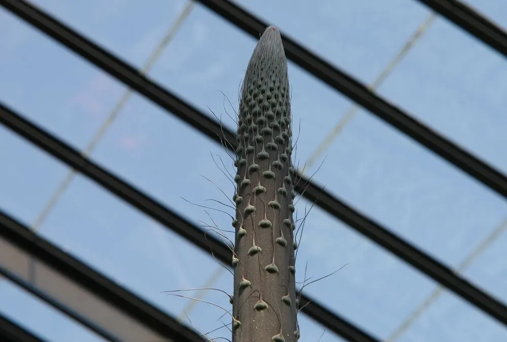 Queen Victoria Agave (Agave Victoriae-Reginae) — each featuring distinctive white etchings