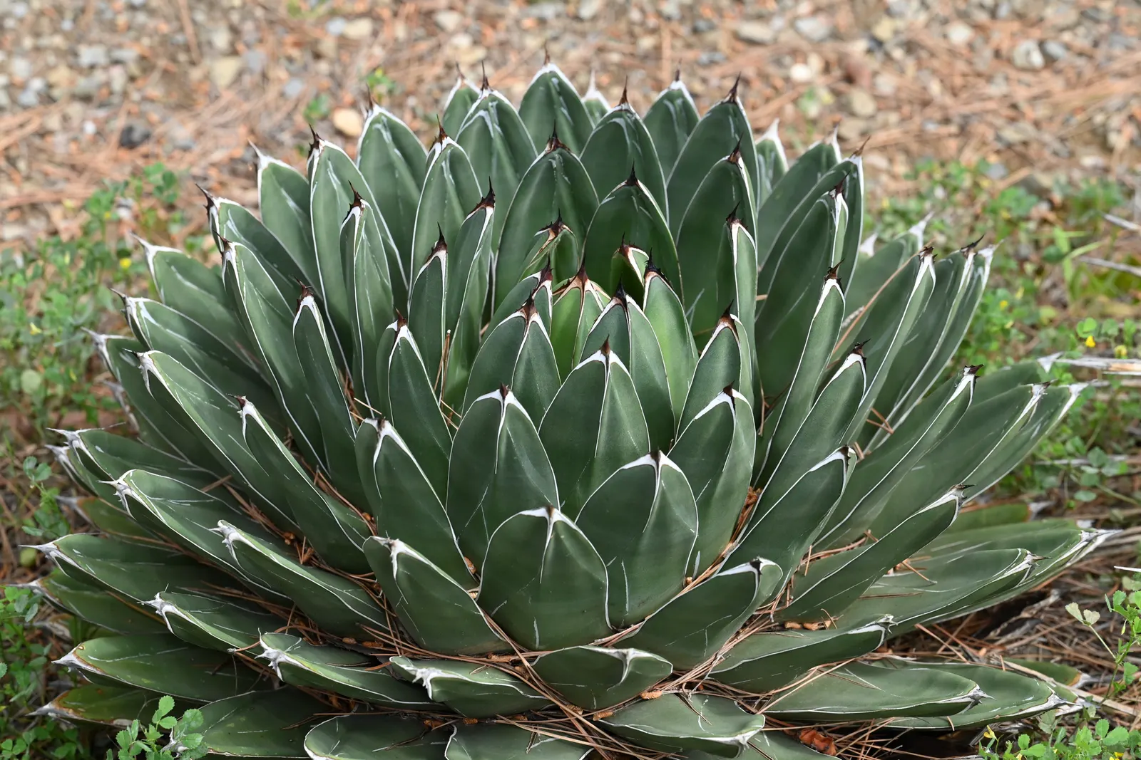 Queen Victoria Agave (Agave Victoriae-Reginae) — each featuring distinctive white etchings; being drought tolerant, it requires minimal water, image 64
