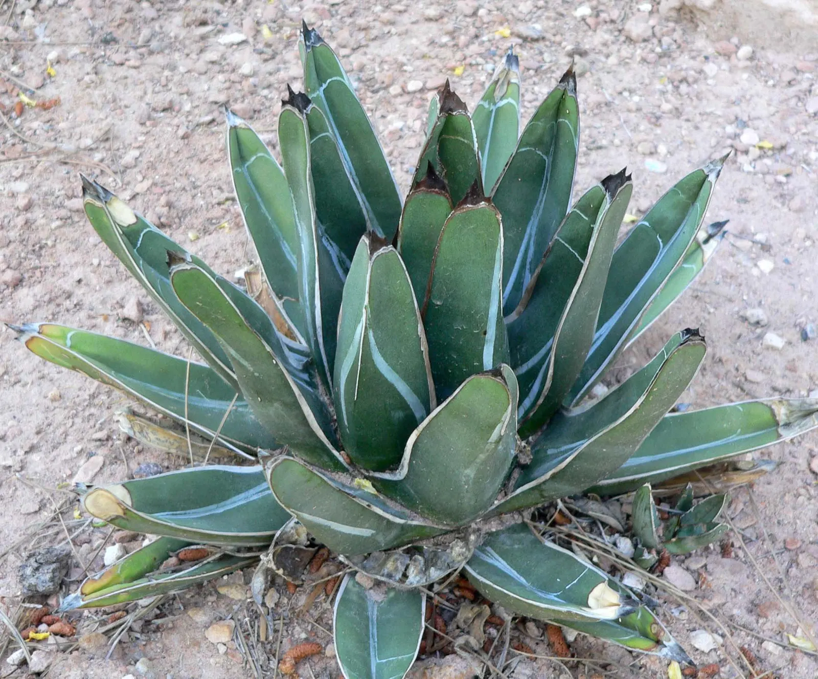 Queen Victoria Agave (Agave Victoriae-Reginae) — succulent with purple and red blooms; although frost may damage its tips, image 83