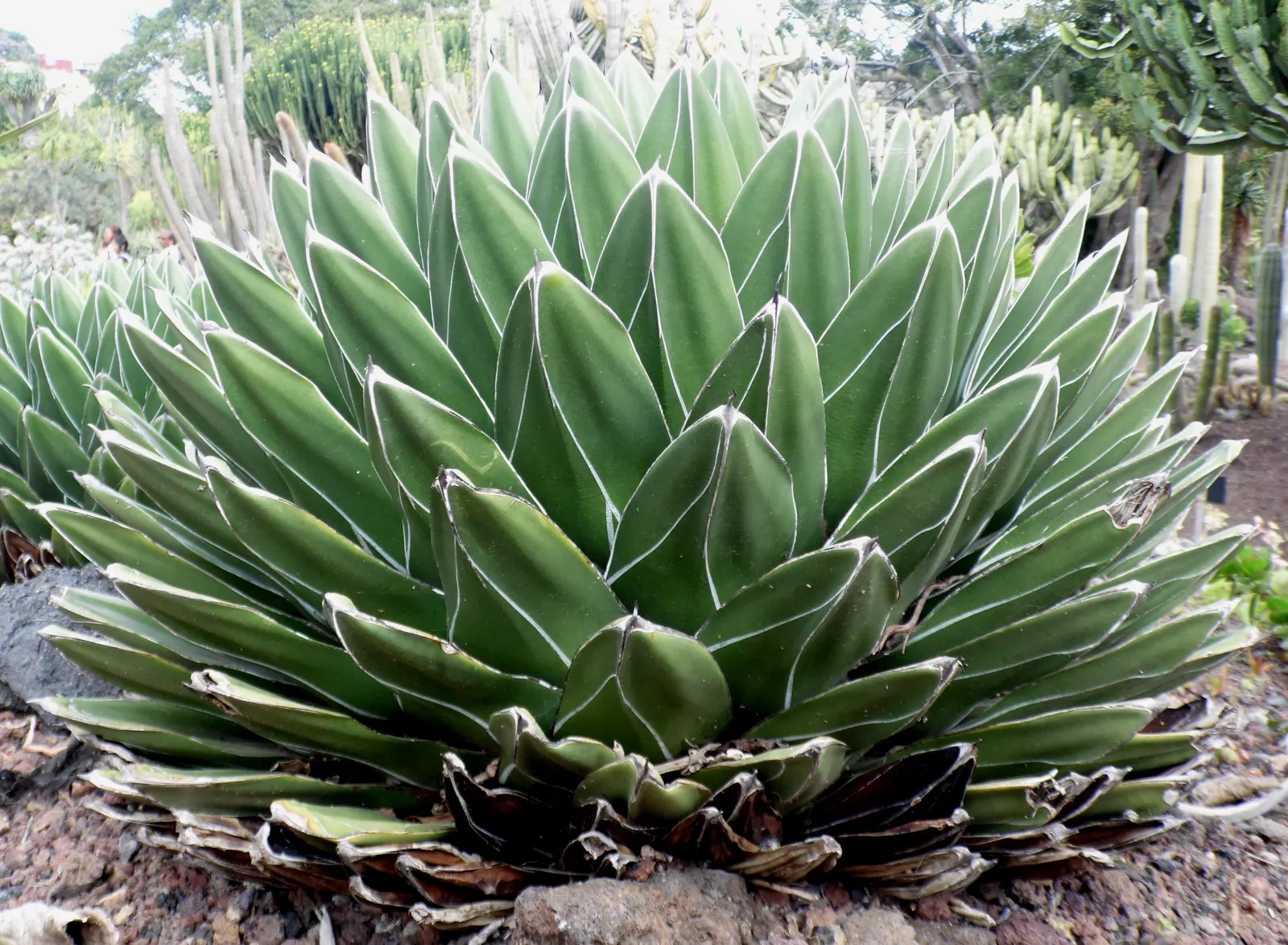 Queen Victoria Agave (Agave Victoriae-Reginae) — Its majestic form provides year-round visual interest; although frost may damage its tips, image 59