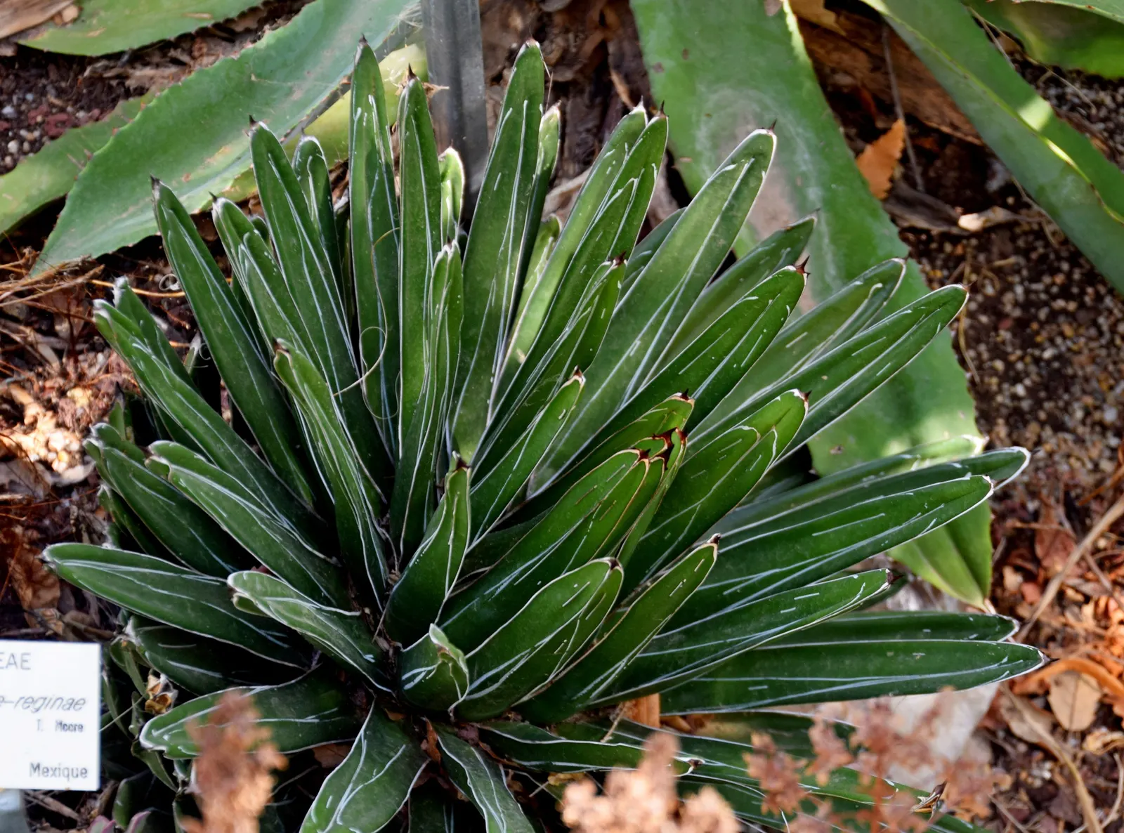 Queen Victoria Agave (Agave Victoriae-Reginae) — succulent with purple and red blooms