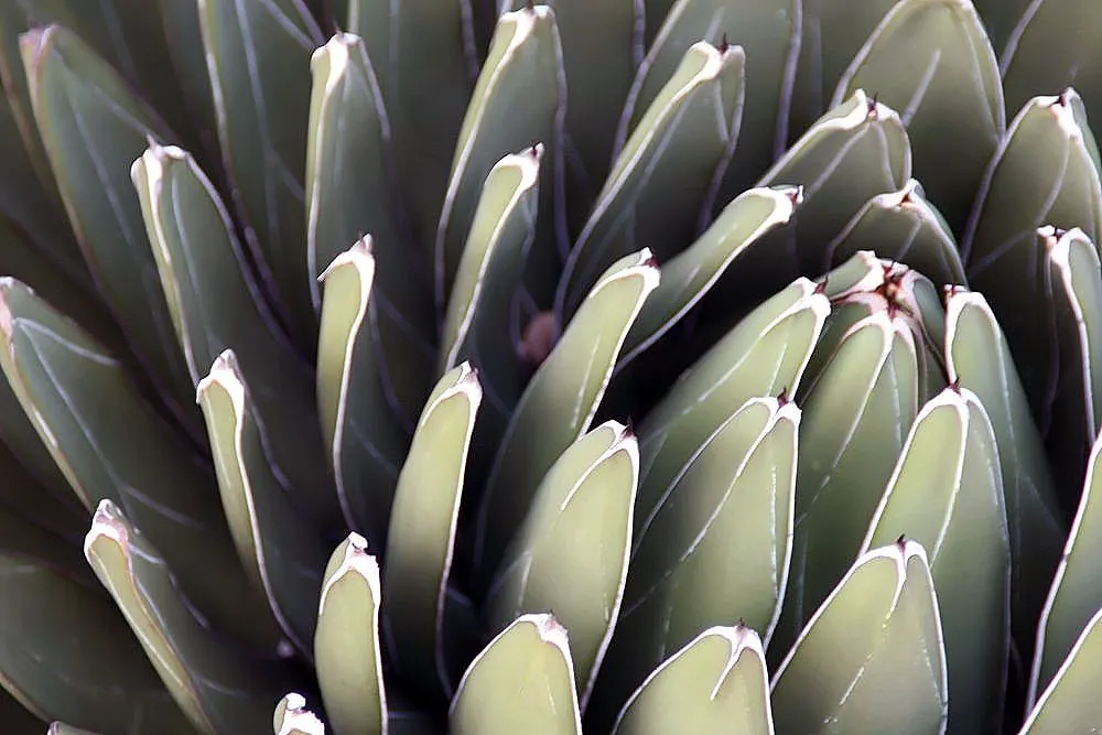 Queen Victoria Agave (Agave Victoriae-Reginae) — perfect for creating defined accents in rock gardens or xeriscapes; showcasing its geometric beauty as a
