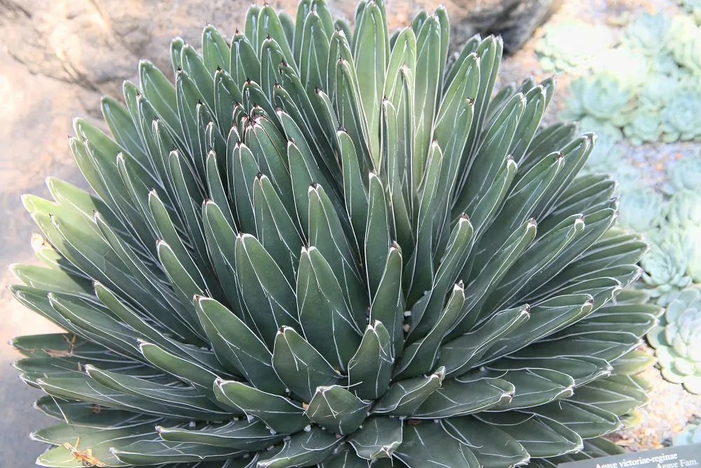 Queen Victoria Agave (Agave Victoriae-Reginae) — each featuring distinctive white etchings; being drought tolerant, it requires minimal water, thriving in full