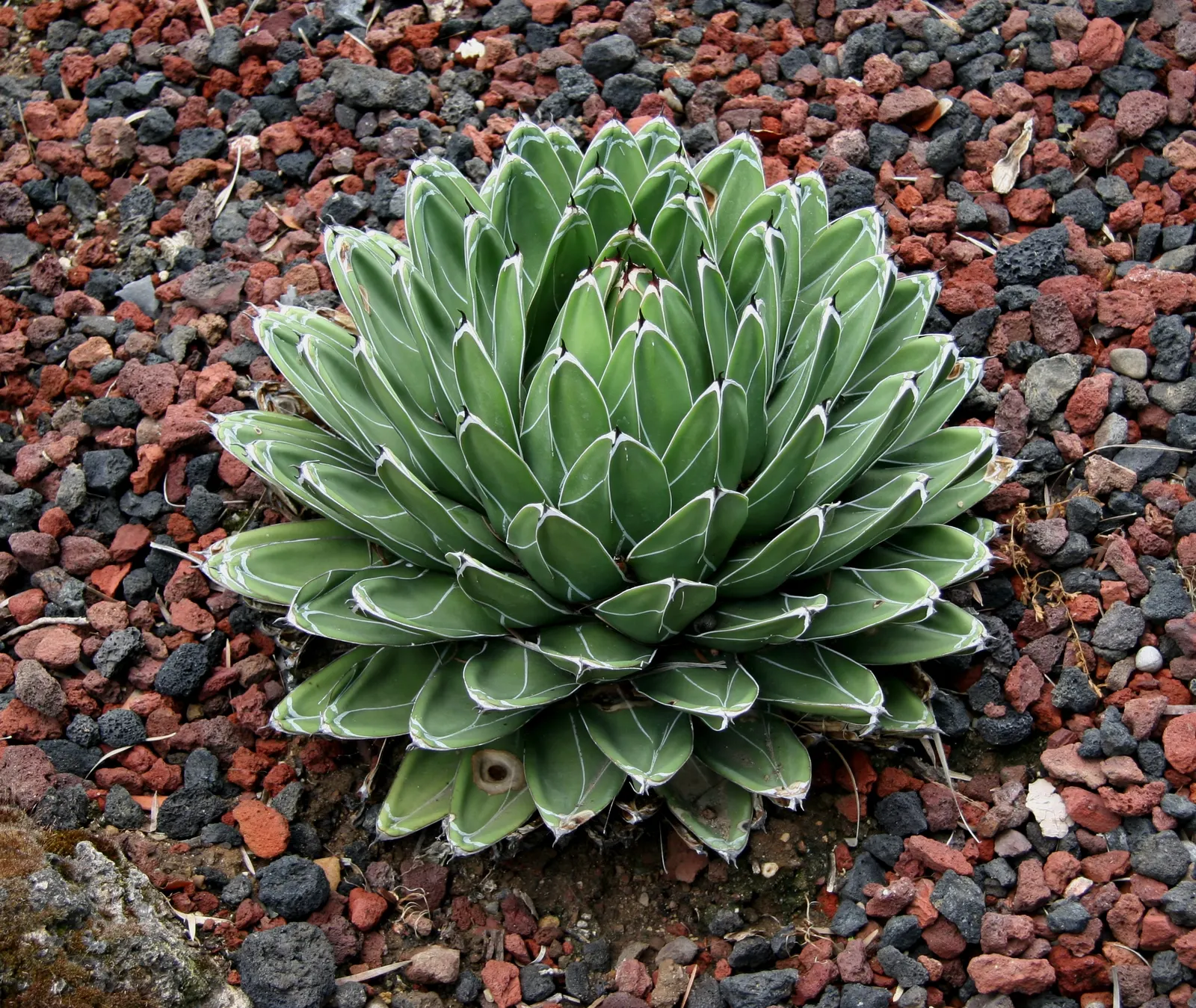 Queen Victoria Agave (Agave Victoriae-Reginae) — showcasing its geometric beauty as a masterpiece of natural art in any garden setting, image 81