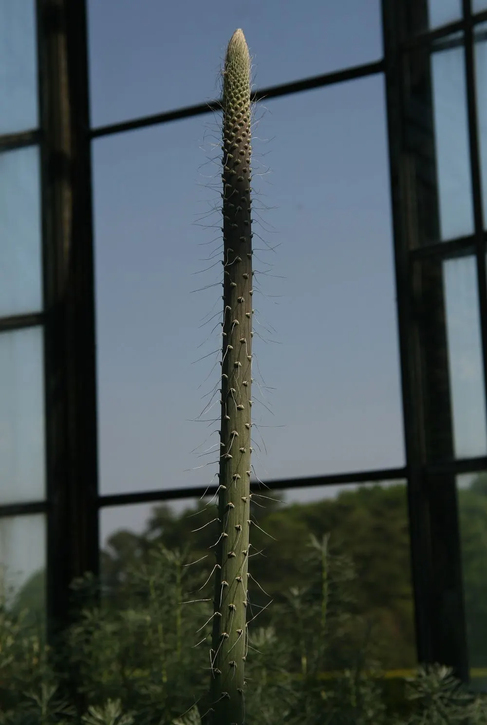 Queen Victoria Agave (Agave Victoriae-Reginae) — consider utilizing it as a focal point in rock gardens; although frost may damage its tips