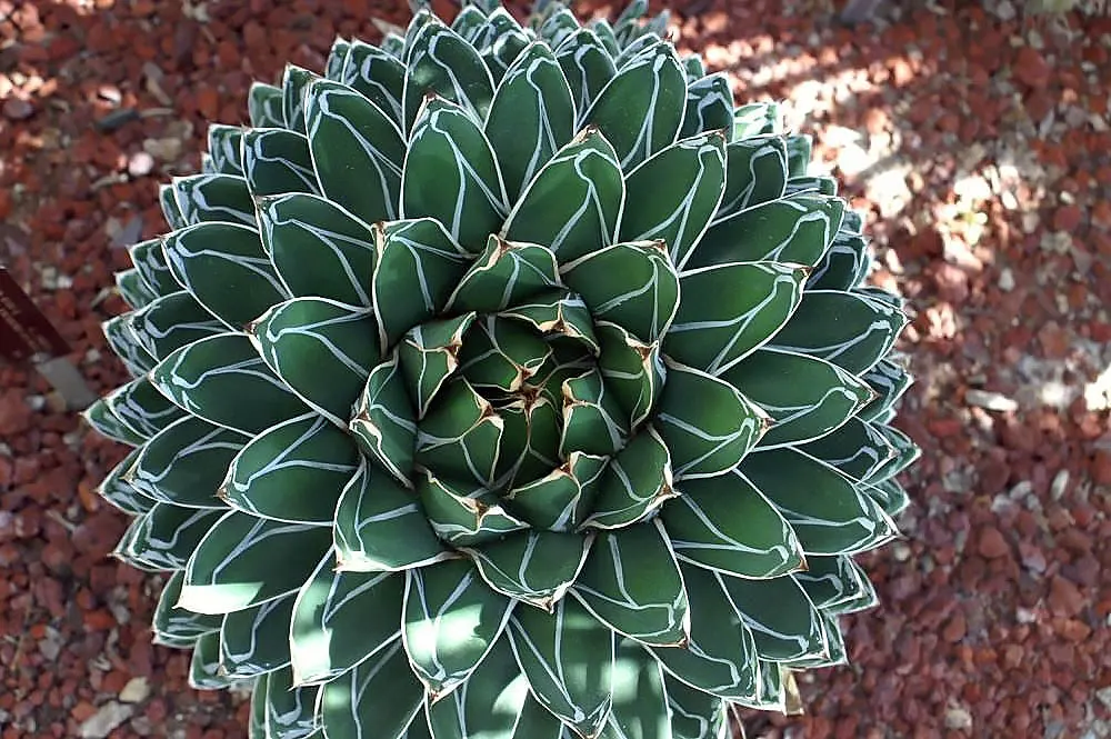 Queen Victoria Agave (Agave Victoriae-Reginae) — requiring minimal water once established and thriving in full sun to partial shade; showcasing its geometric