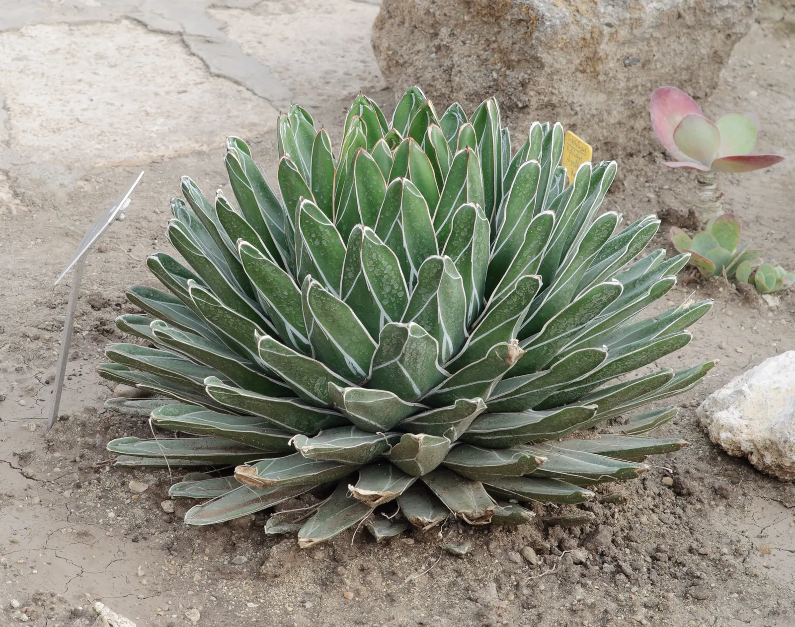 Queen Victoria Agave (Agave Victoriae-Reginae) — Its majestic form provides year-round visual interest; although frost may damage its tips, image 80