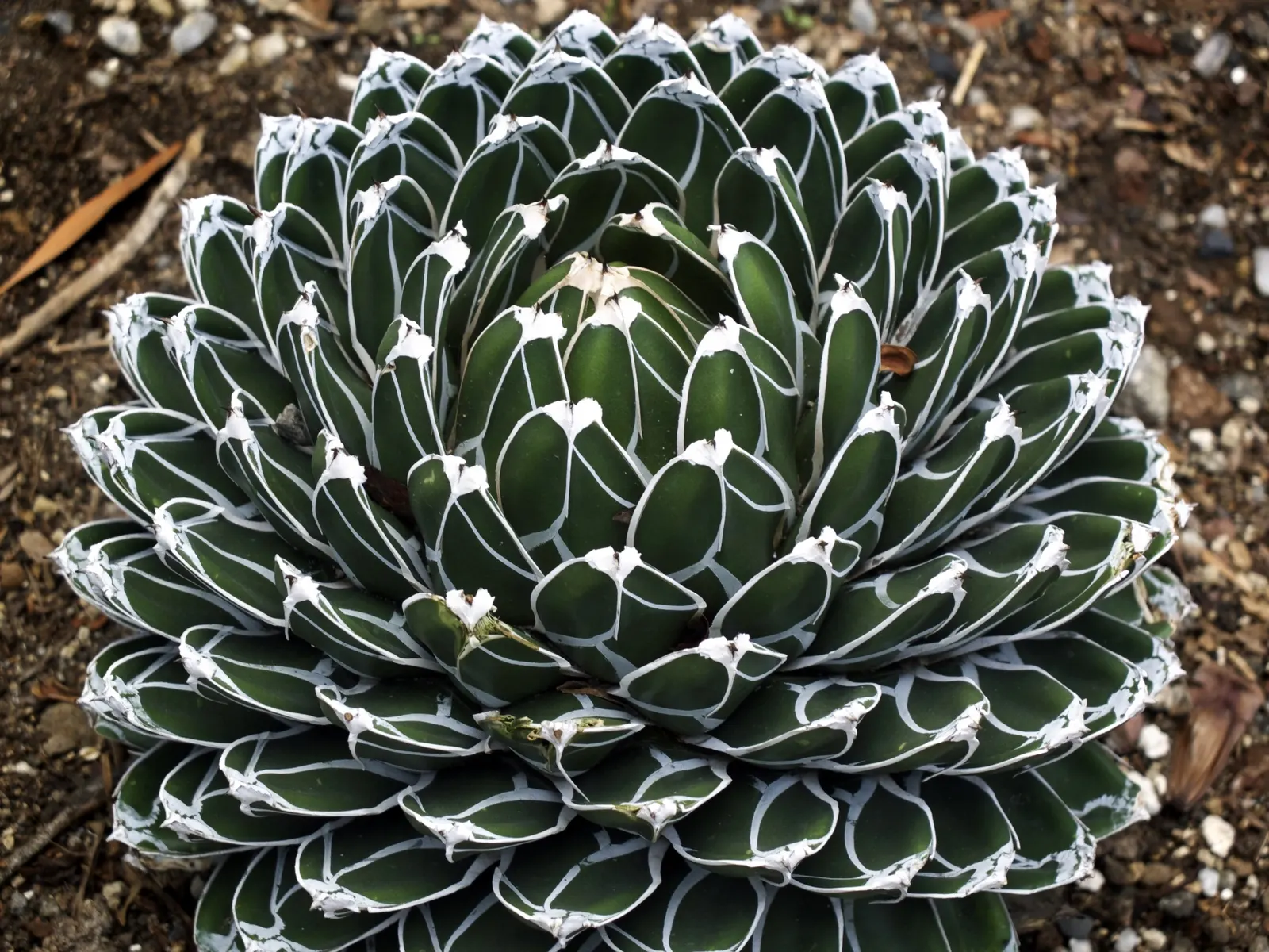 Queen Victoria Agave (Agave Victoriae-Reginae) — Its compact rosettes consist of thick, fleshy leaves that are deep green with prominent white, image 27