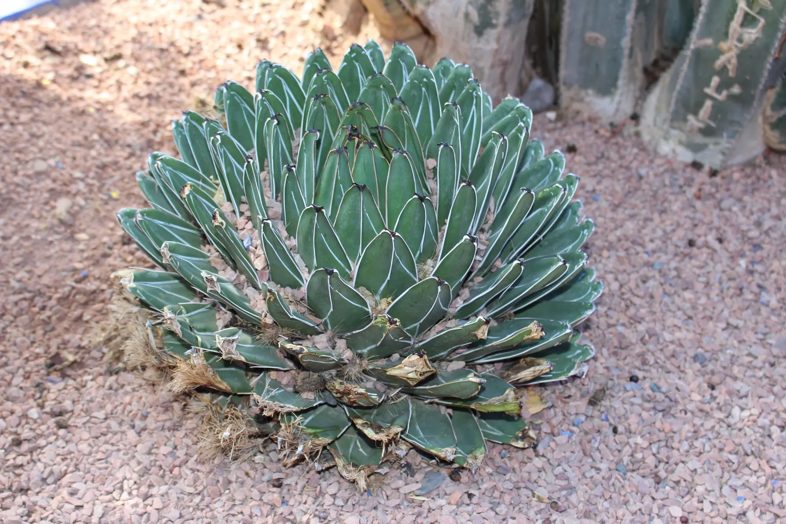 Queen Victoria Agave (Agave Victoriae-Reginae) — Its majestic form provides year-round visual interest