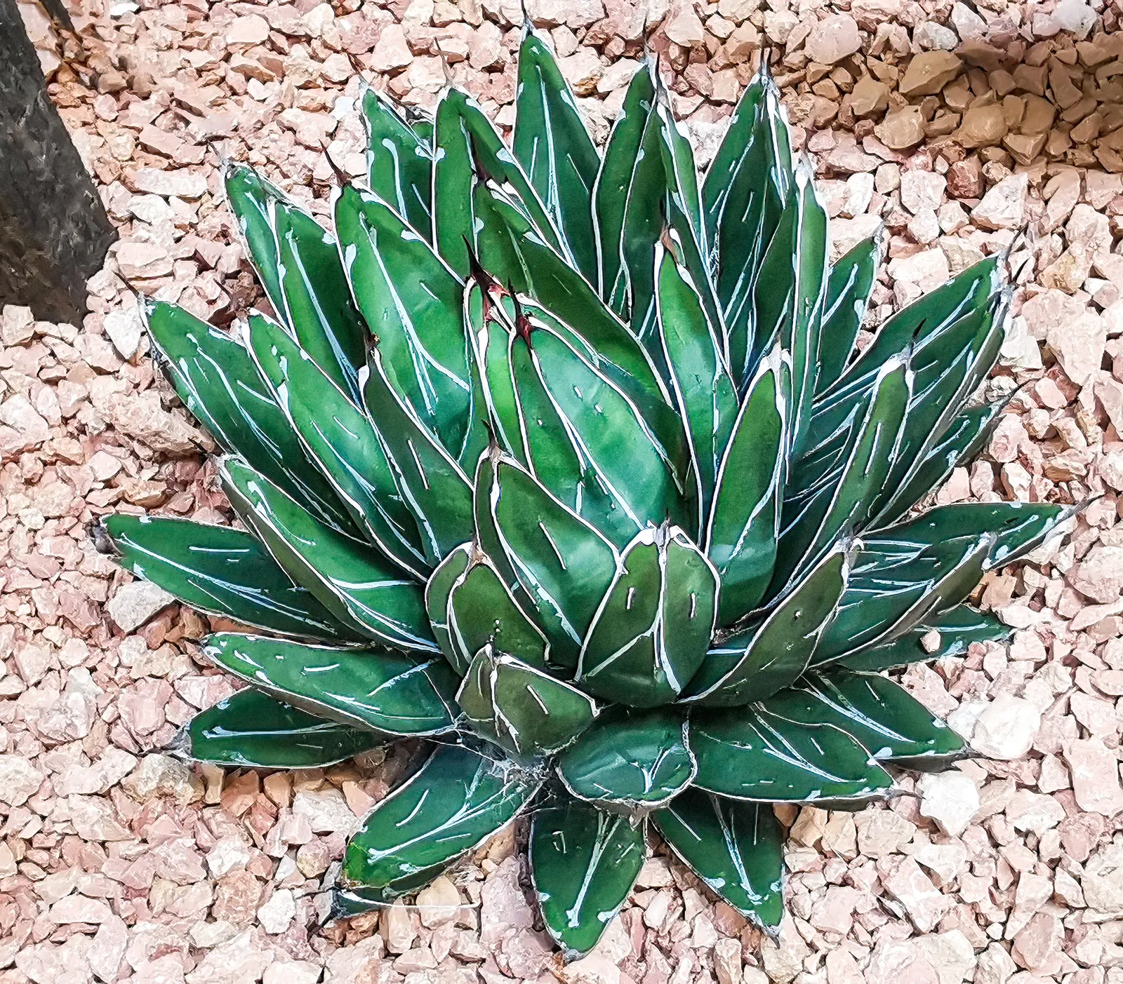 Queen Victoria Agave (Agave Victoriae-Reginae) — The Queen Victoria Agave is a slow grower and can take ten years or more to flower; showcasing its geometric