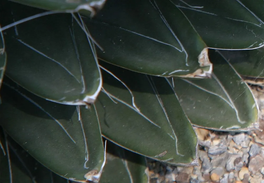Queen Victoria Agave (Agave Victoriae-Reginae) — it produces a tall spike of dramatic purplish-red flowers