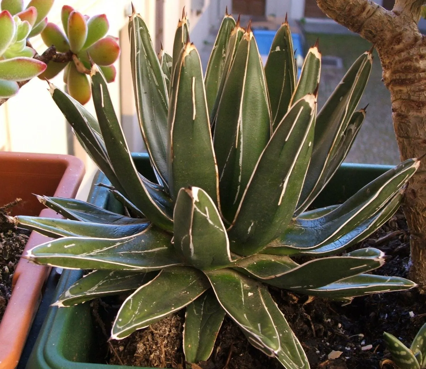 Queen Victoria Agave (Agave Victoriae-Reginae) — Its compact rosettes consist of thick, fleshy leaves that are deep green with prominent white, image 69