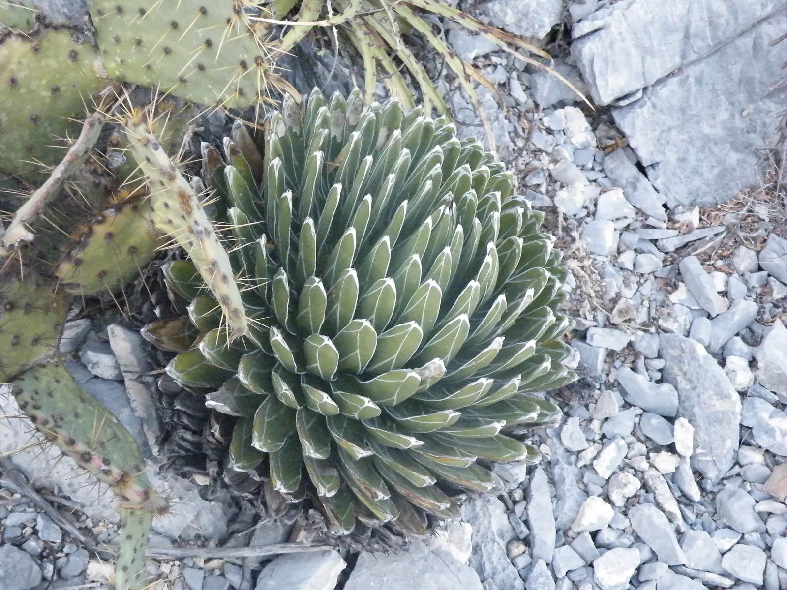 Queen Victoria Agave (Agave Victoriae-Reginae) — Being drought tolerant, it requires minimal water, thriving in full sun to part shade in zones 8-11, image 25