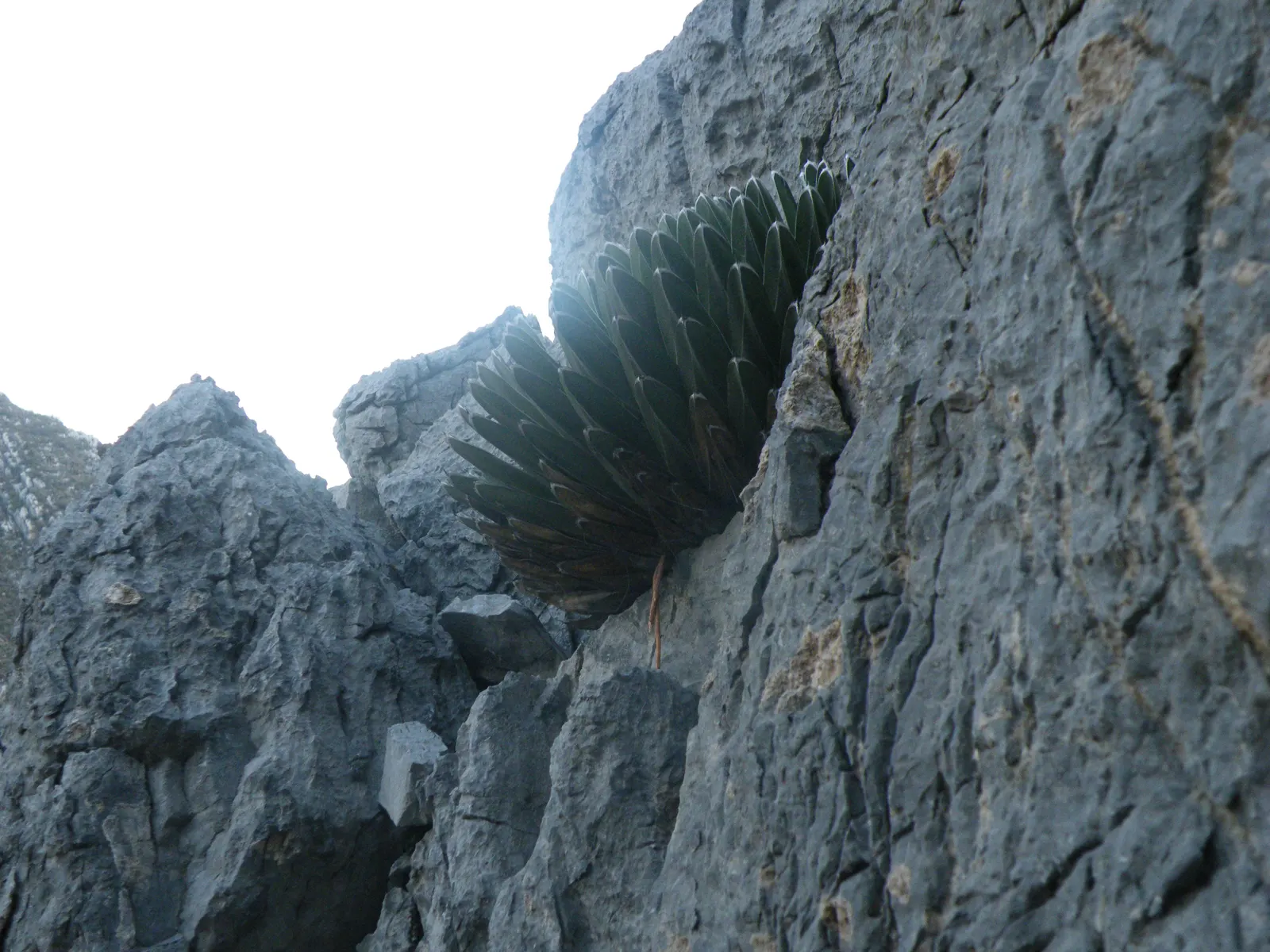 Queen Victoria Agave (Agave Victoriae-Reginae) — requiring minimal water once established and thriving in full sun to partial shade