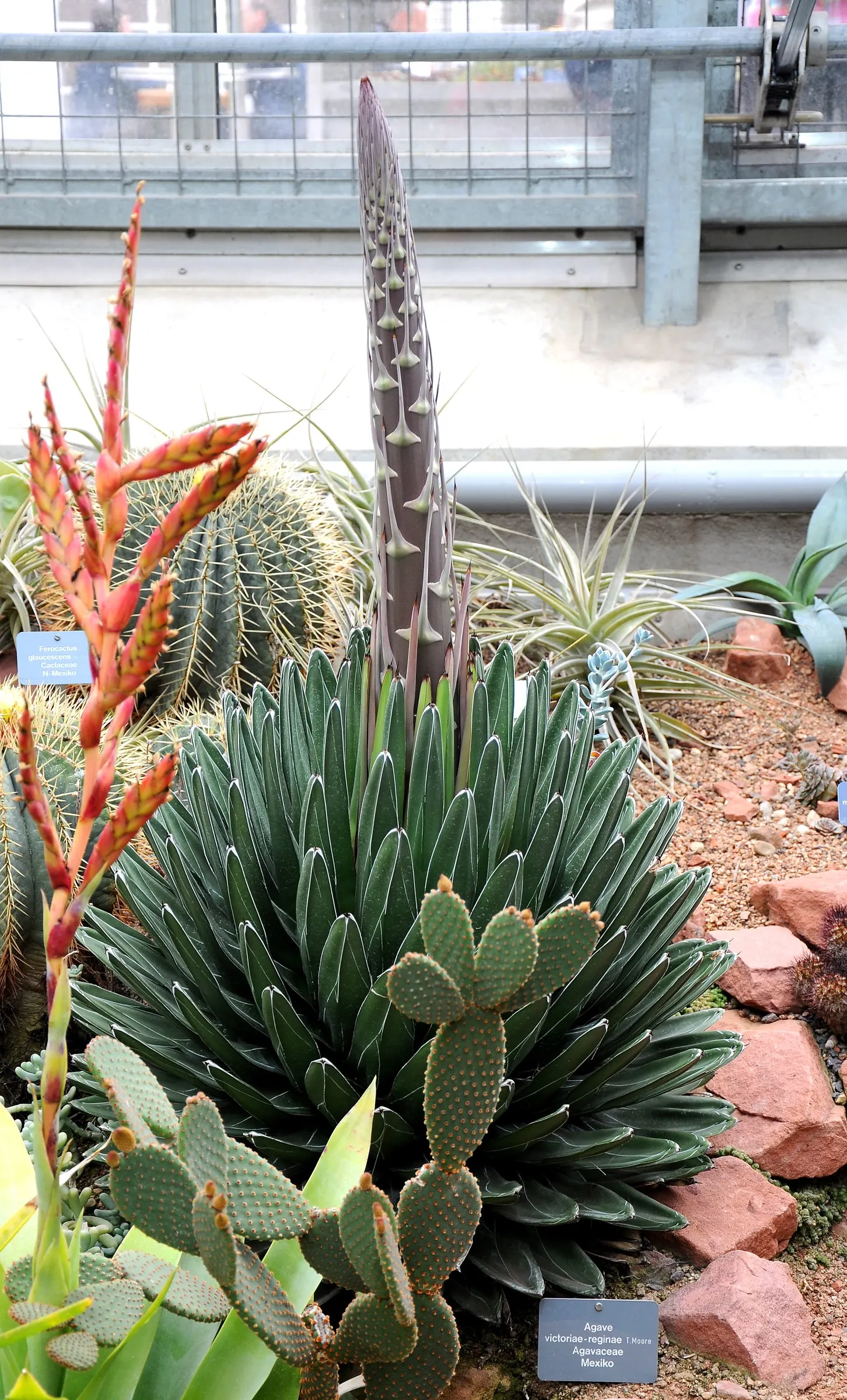 Queen Victoria Agave (Agave Victoriae-Reginae) — Hailing from the Chihuahuan Desert of Mexico