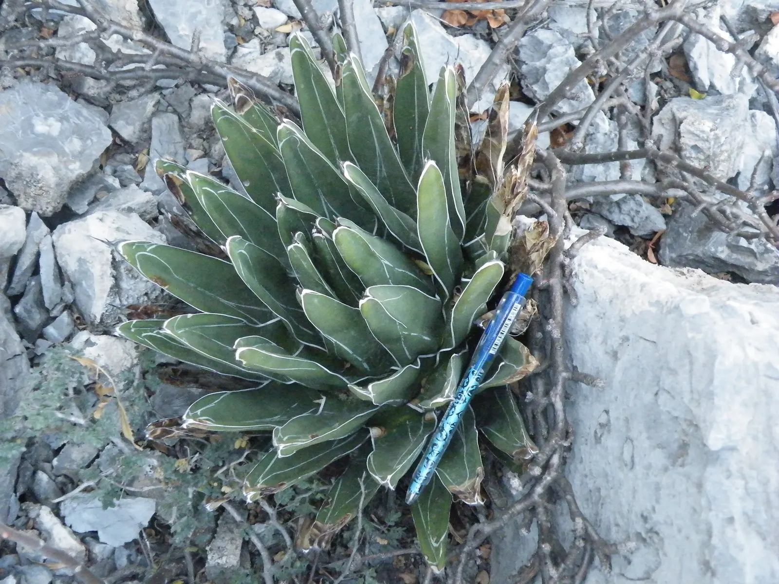 Queen Victoria Agave (Agave Victoriae-Reginae) — each featuring distinctive white etchings; being drought tolerant, it requires minimal water, image 43