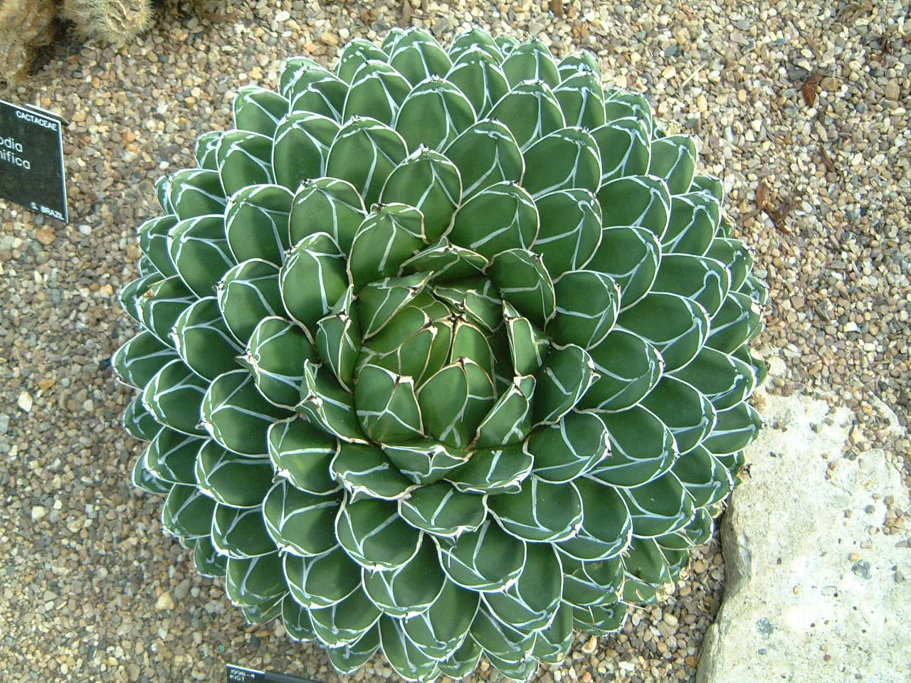 Queen Victoria Agave (Agave Victoriae-Reginae) — although frost may damage its tips