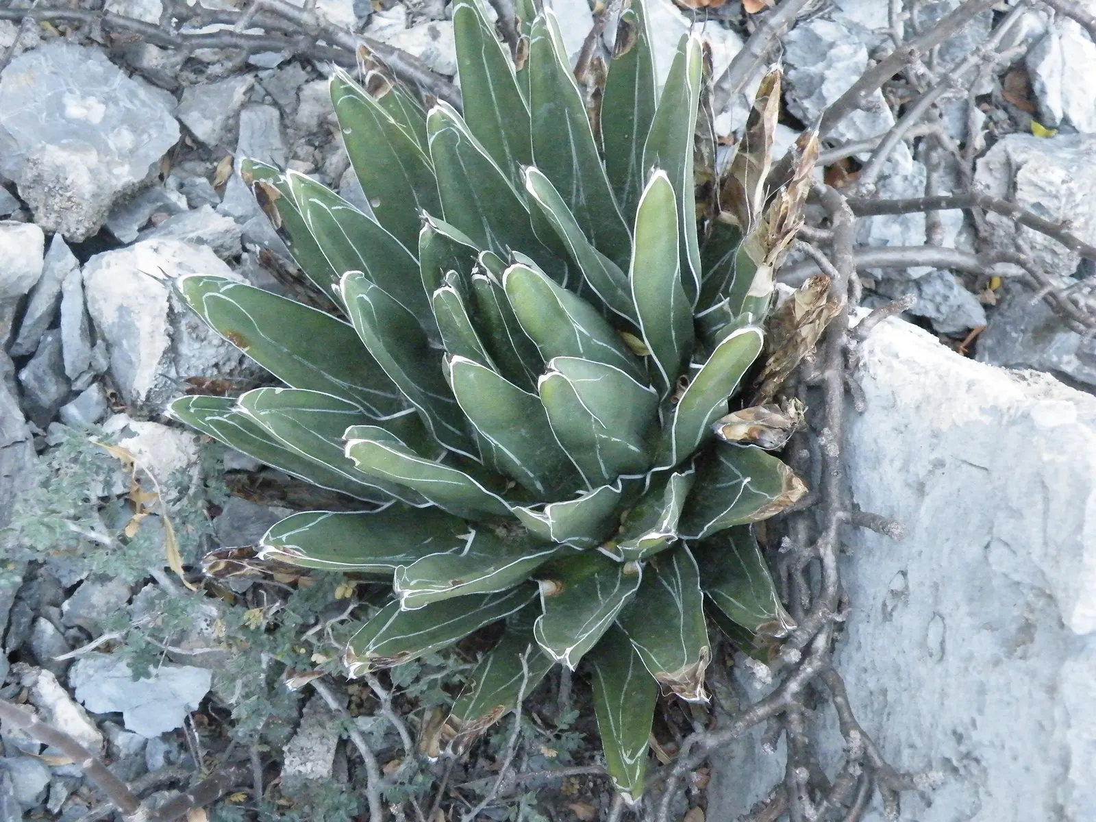 Queen Victoria Agave (Agave Victoriae-Reginae) — it produces a tall spike of dramatic purplish-red flowers; being drought tolerant, it requires minimal water