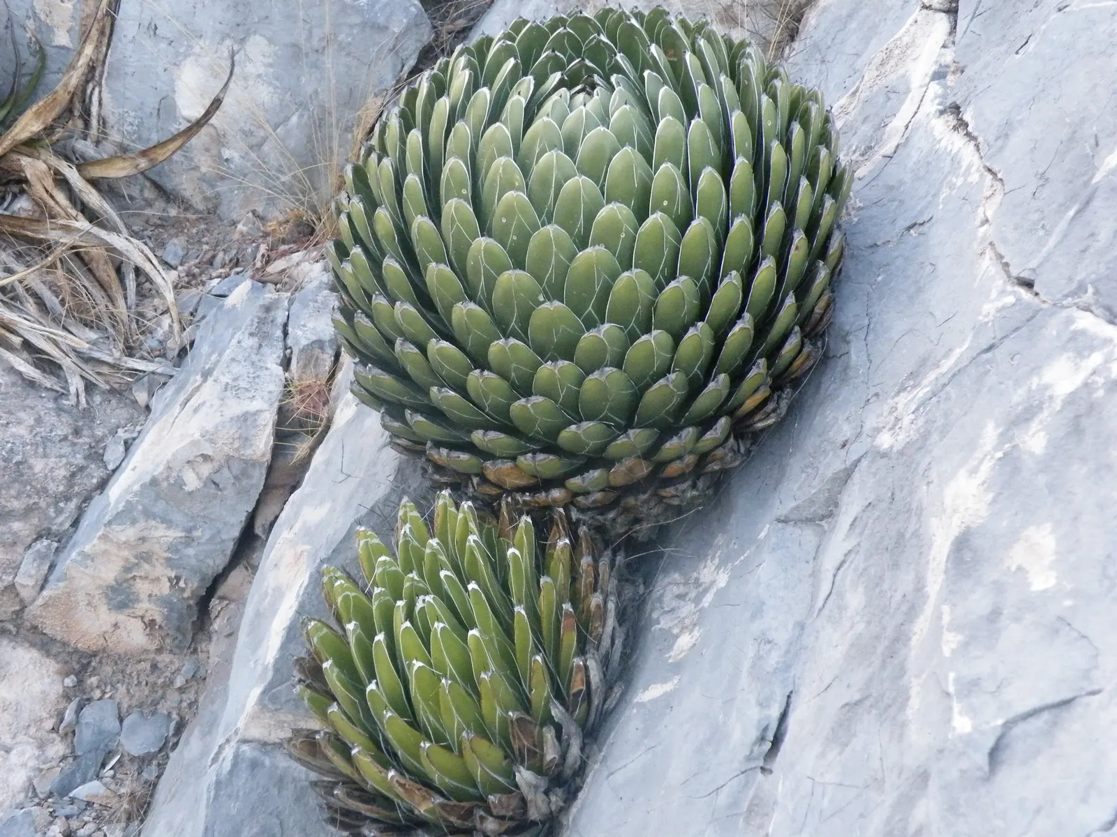 Queen Victoria Agave (Agave Victoriae-Reginae) — as an accent in mixed succulent beds; showcasing its geometric beauty as a masterpiece of natural, image 78