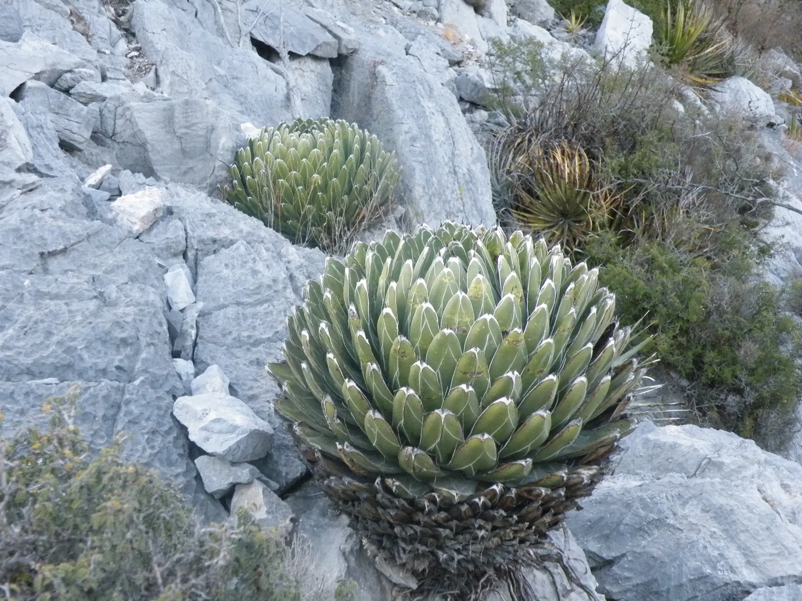Queen Victoria Agave (Agave Victoriae-Reginae) — Hailing from the Chihuahuan Desert of Mexico; although frost may damage its tips, image 68