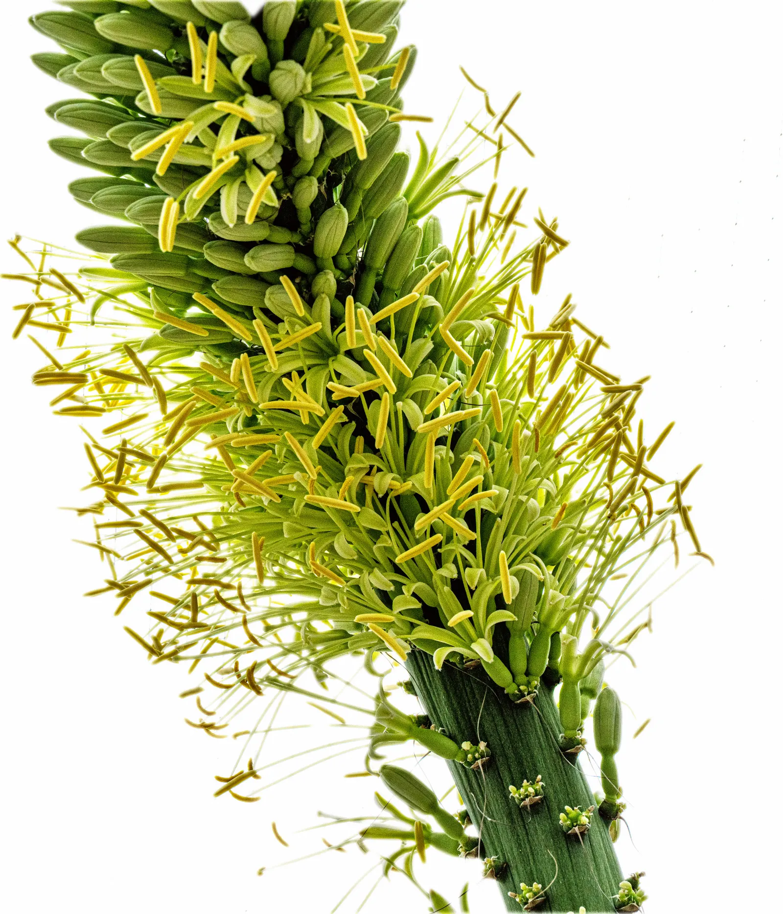 Queen Victoria Agave (Agave Victoriae-Reginae) — although frost may damage its tips, image 74