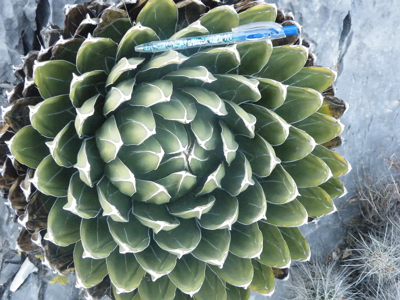 Queen Victoria Agave (Agave Victoriae-Reginae) — Its compact rosettes consist of thick, fleshy leaves that are deep green with prominent white, image 48