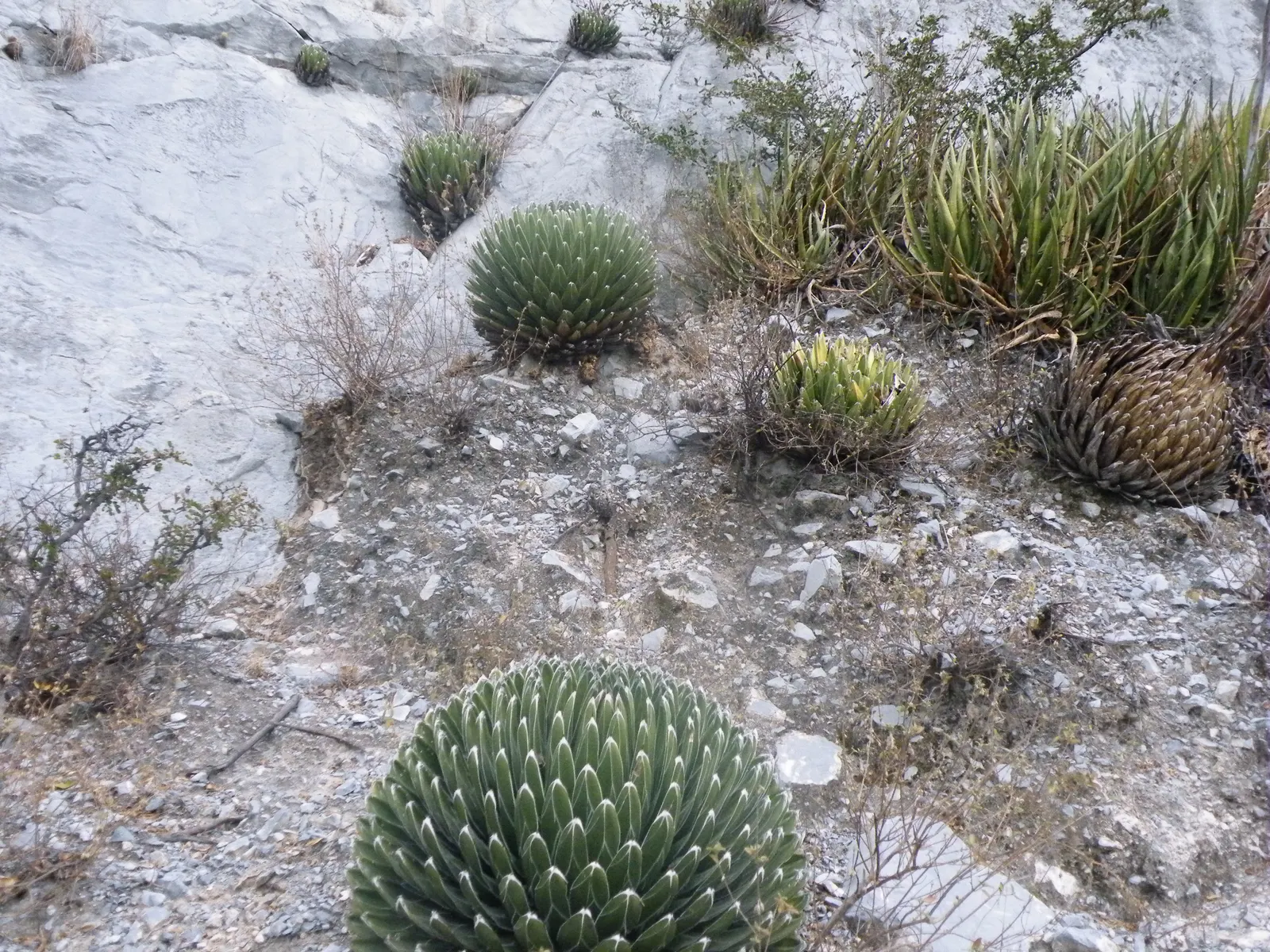 Queen Victoria Agave (Agave Victoriae-Reginae) — as an accent in mixed succulent beds; showcasing its geometric beauty as a masterpiece of natural, image 57