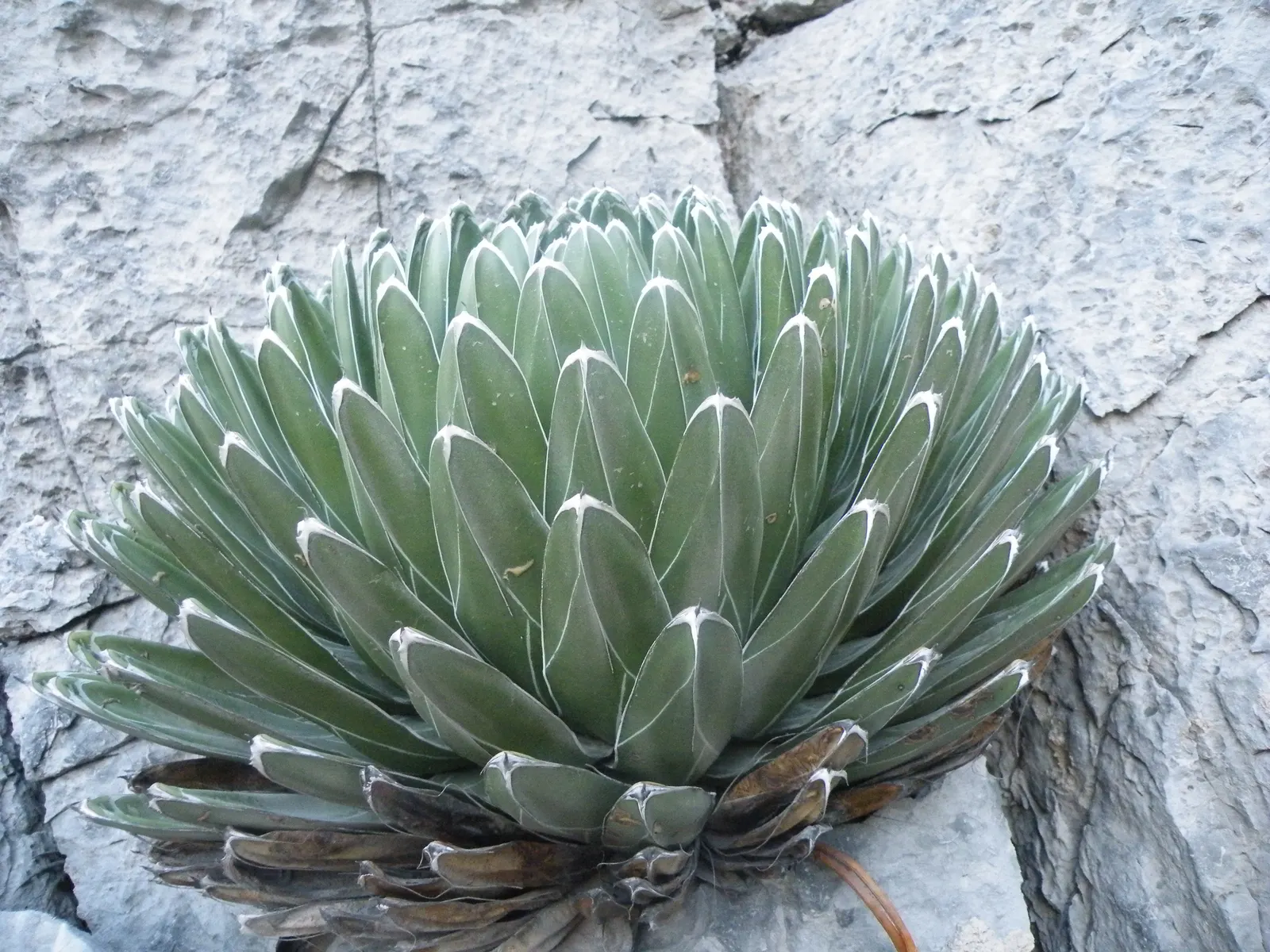 Queen Victoria Agave (Agave Victoriae-Reginae) — showcasing its geometric beauty as a masterpiece of natural art in any garden setting