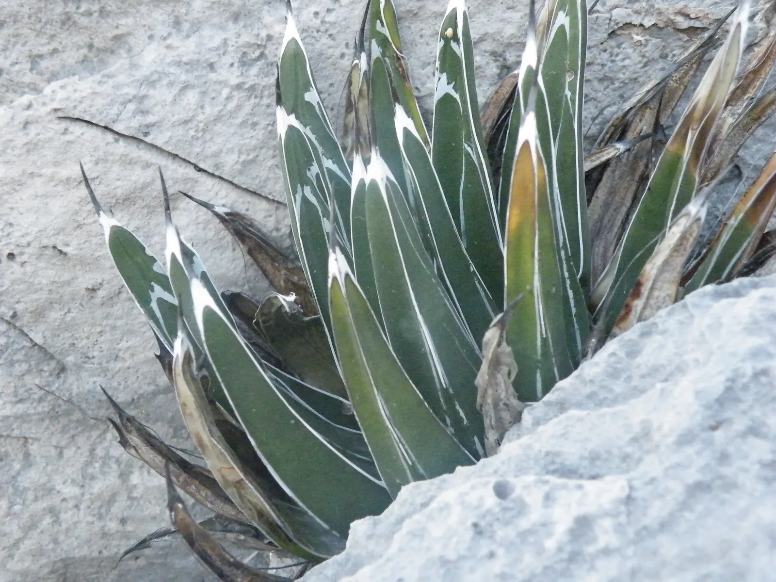 Queen Victoria Agave (Agave Victoriae-Reginae) — succulent for full or half