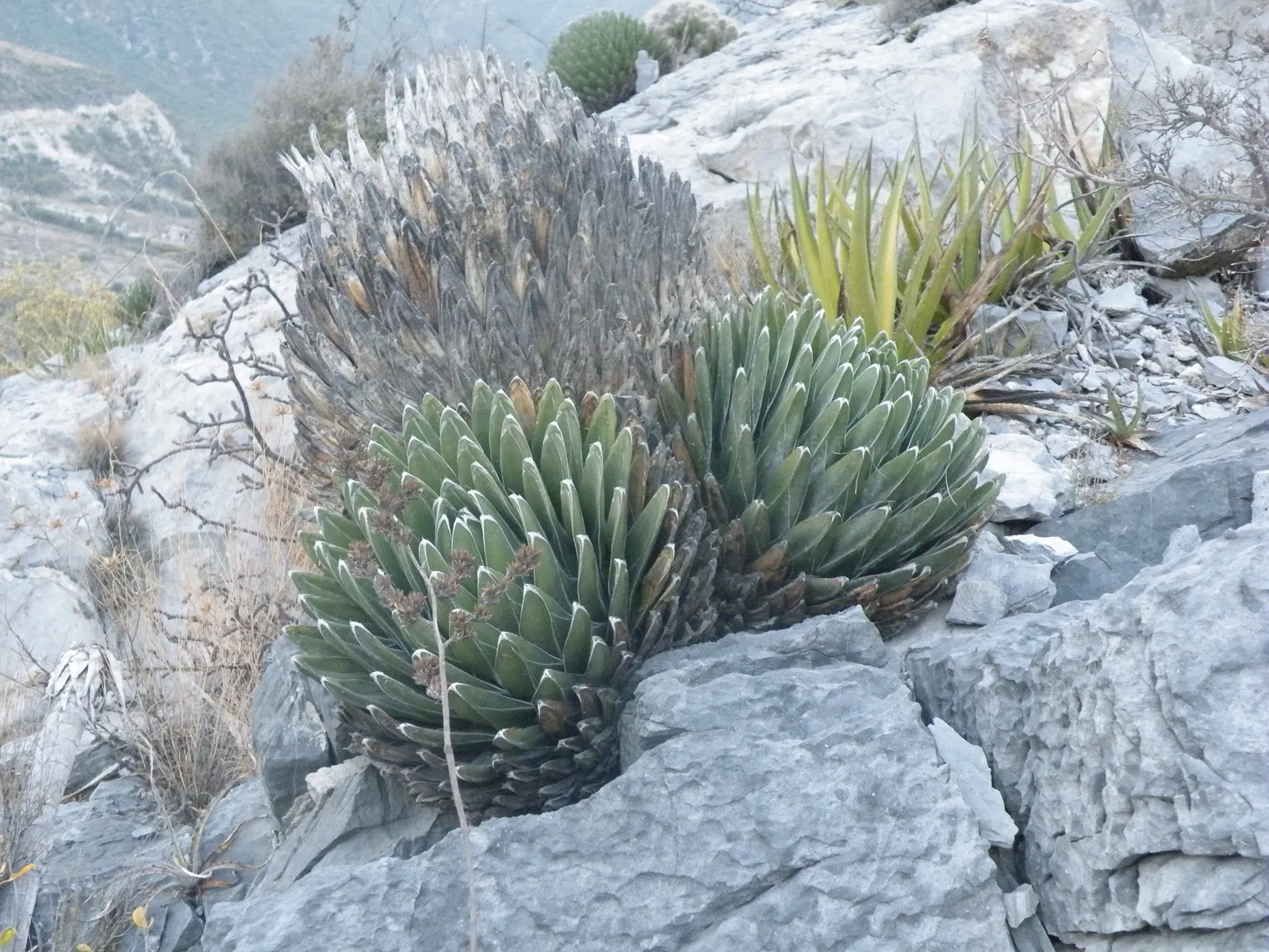 Queen Victoria Agave (Agave Victoriae-Reginae) — Each leaf ends in a distinctive black spine; being drought tolerant, it requires minimal water, image 49