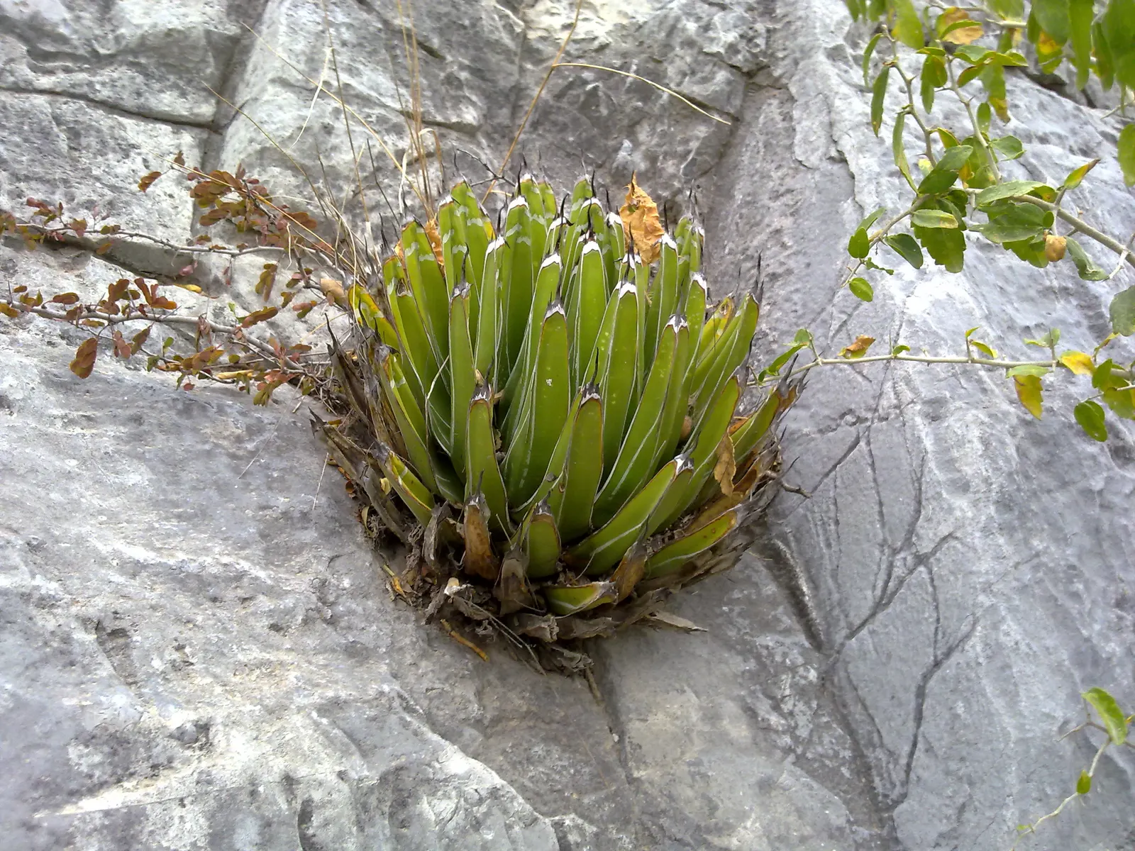 Queen Victoria Agave (Agave Victoriae-Reginae) — succulent with purple and red blooms; although frost may damage its tips, image 62