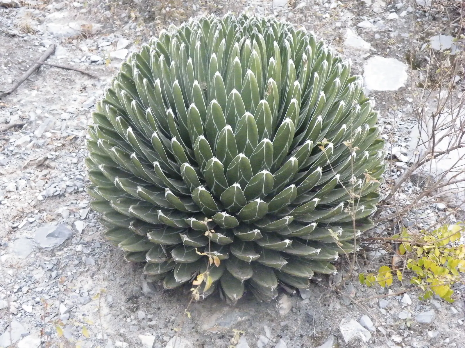 Queen Victoria Agave (Agave Victoriae-Reginae) — as an accent in mixed succulent beds; showcasing its geometric beauty as a masterpiece of natural art in any
