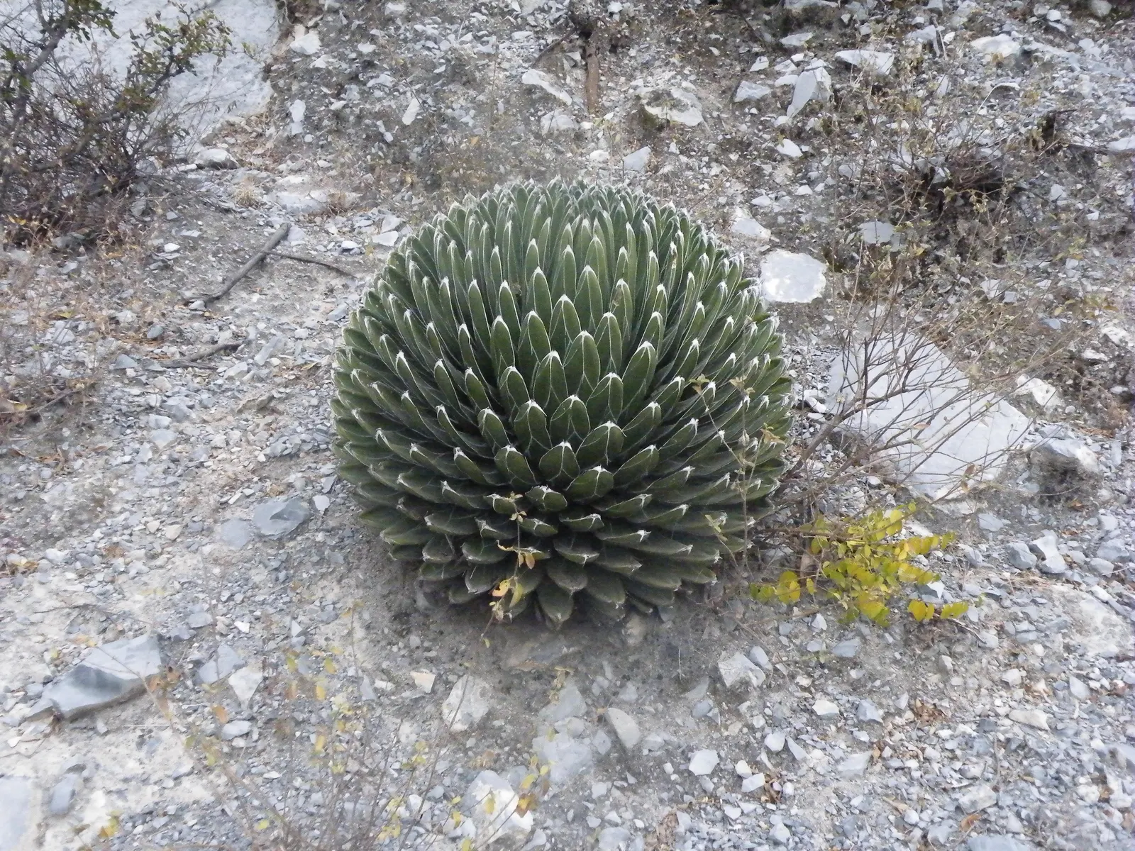 Queen Victoria Agave (Agave Victoriae-Reginae) — Its compact rosettes consist of thick, fleshy leaves that are deep green with prominent white markings
