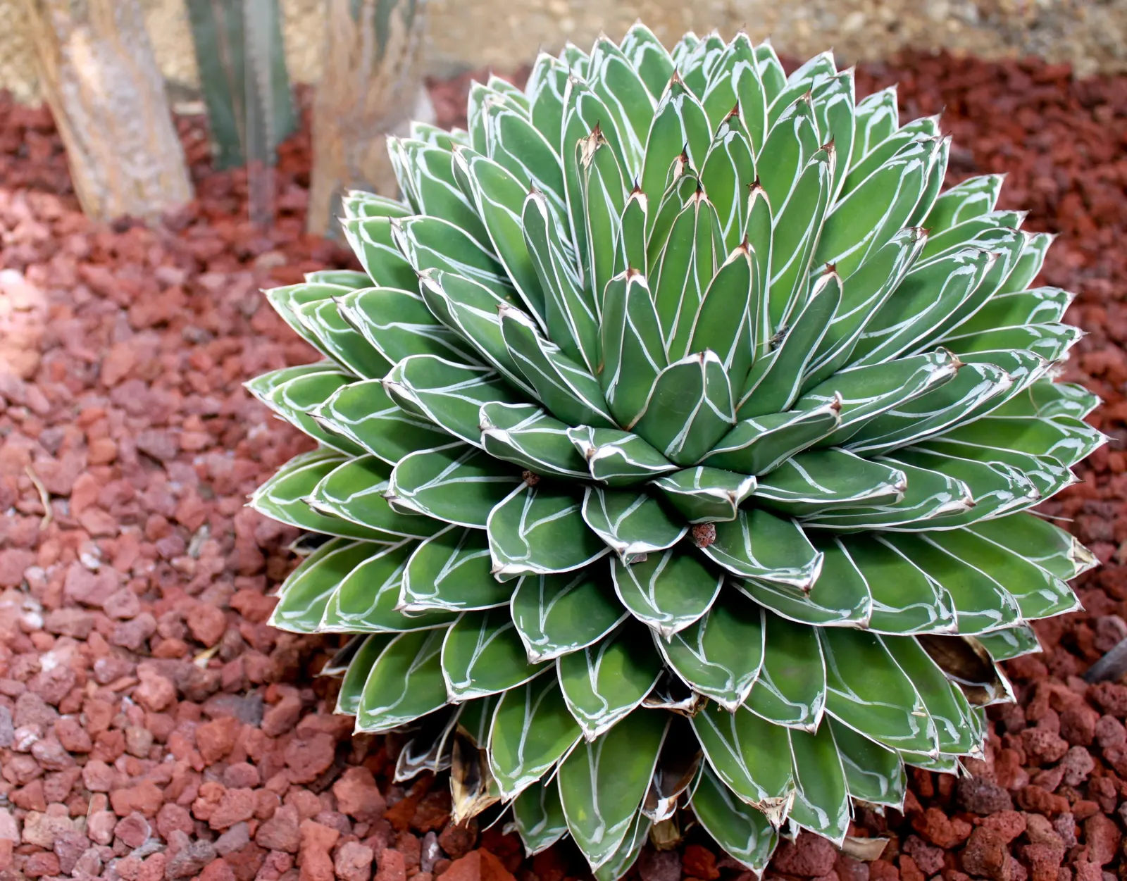 Queen Victoria Agave (Agave Victoriae-Reginae) — consider utilizing it as a focal point in rock gardens; although frost may damage its tips, image 77