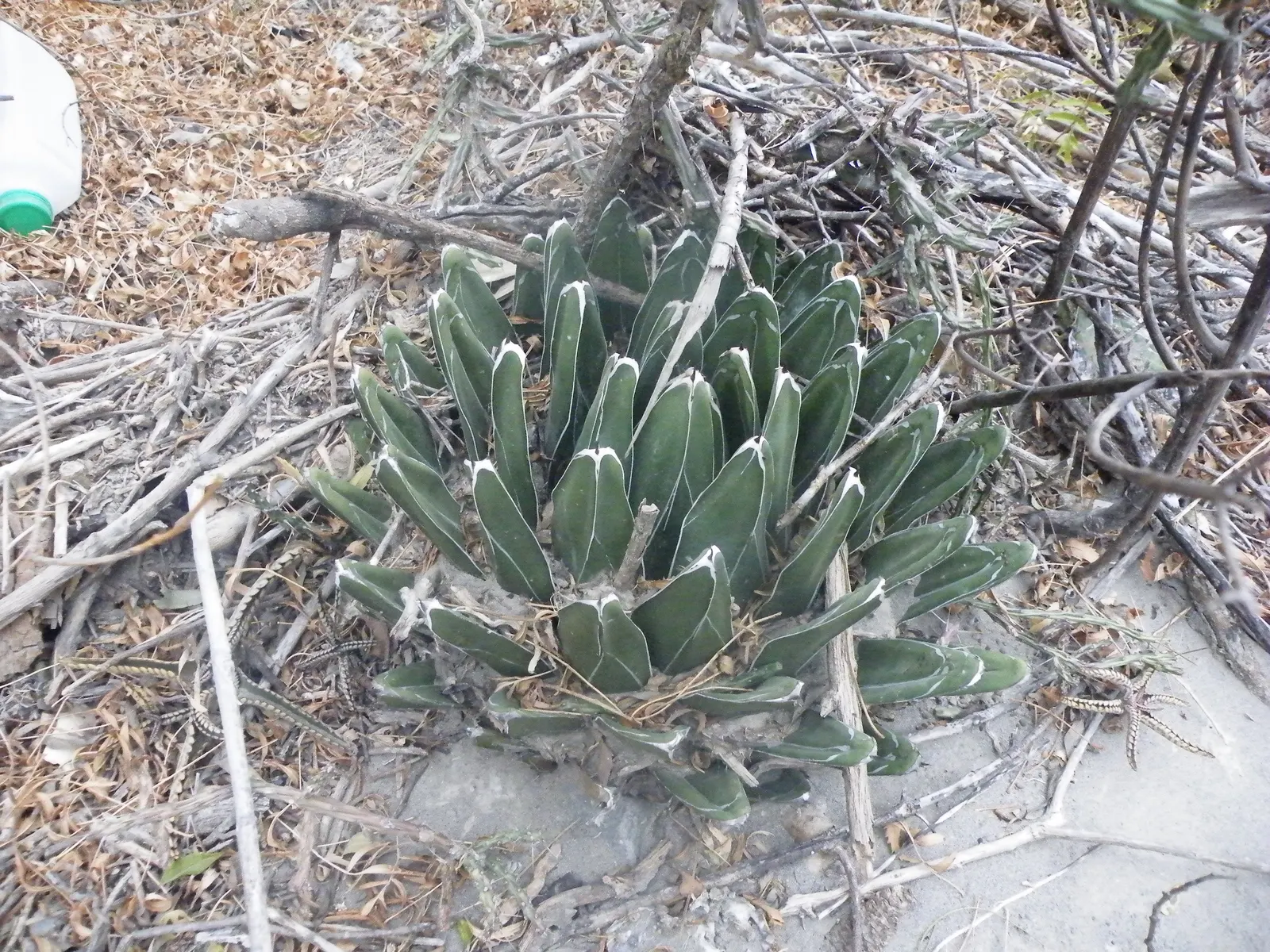 Queen Victoria Agave (Agave Victoriae-Reginae) — This slow-growing desert jewel typically spans 12-18 inches in width and height with maturity; although frost