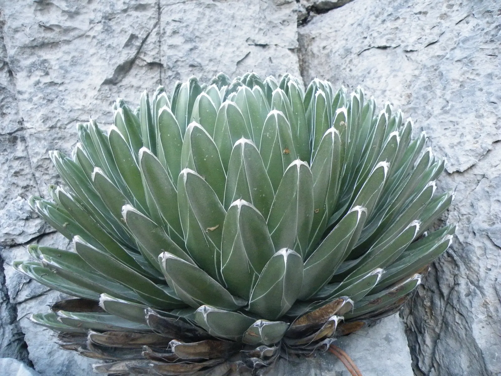 Queen Victoria Agave (Agave Victoriae-Reginae) — adding to its dramatic appearance.<br><br>This drought-tolerant plant is ideal for xeriscaping, image 71