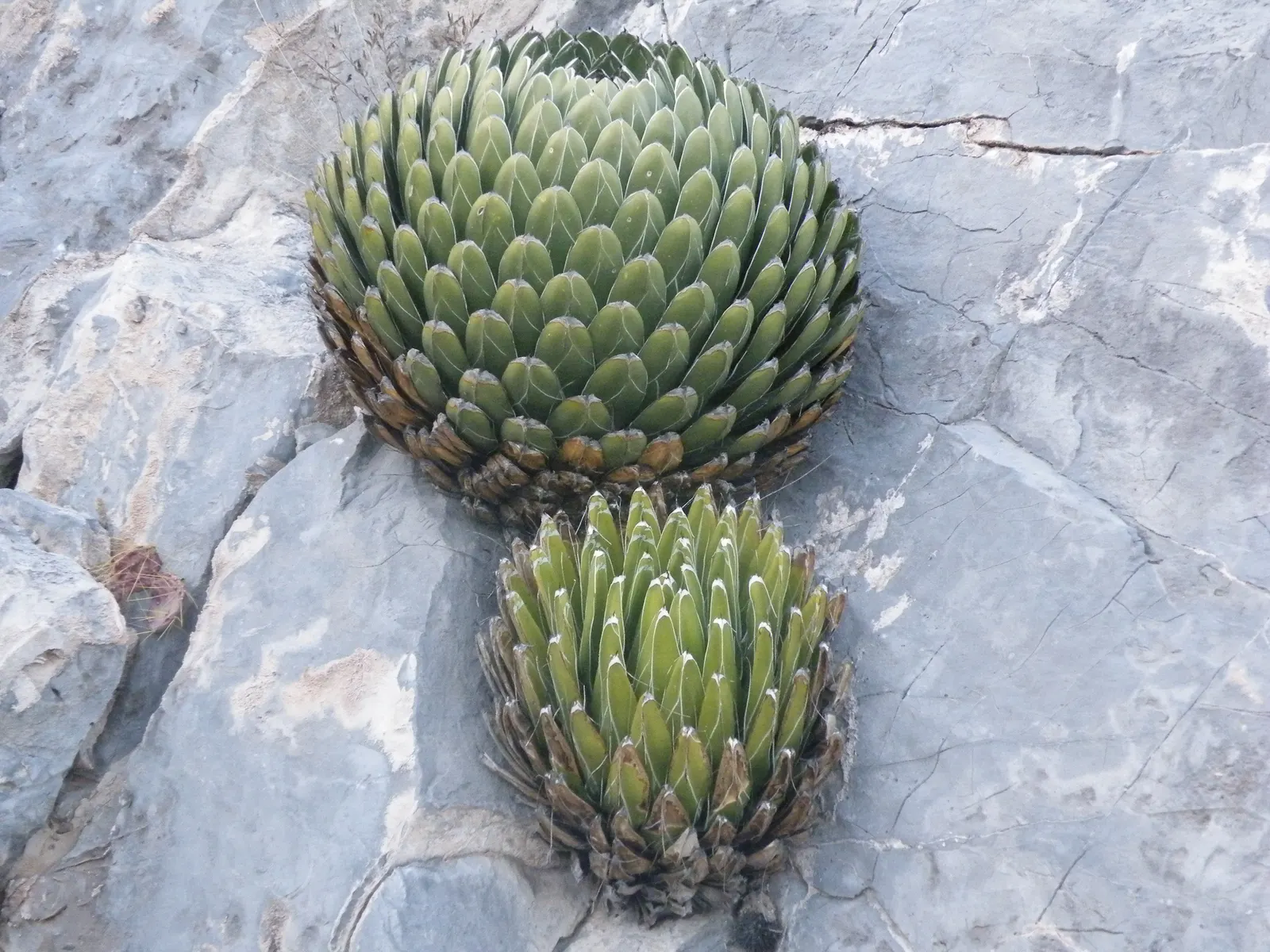 Queen Victoria Agave (Agave Victoriae-Reginae) — This slow-growing desert jewel typically spans 12-18 inches in width and height with maturity, image 65