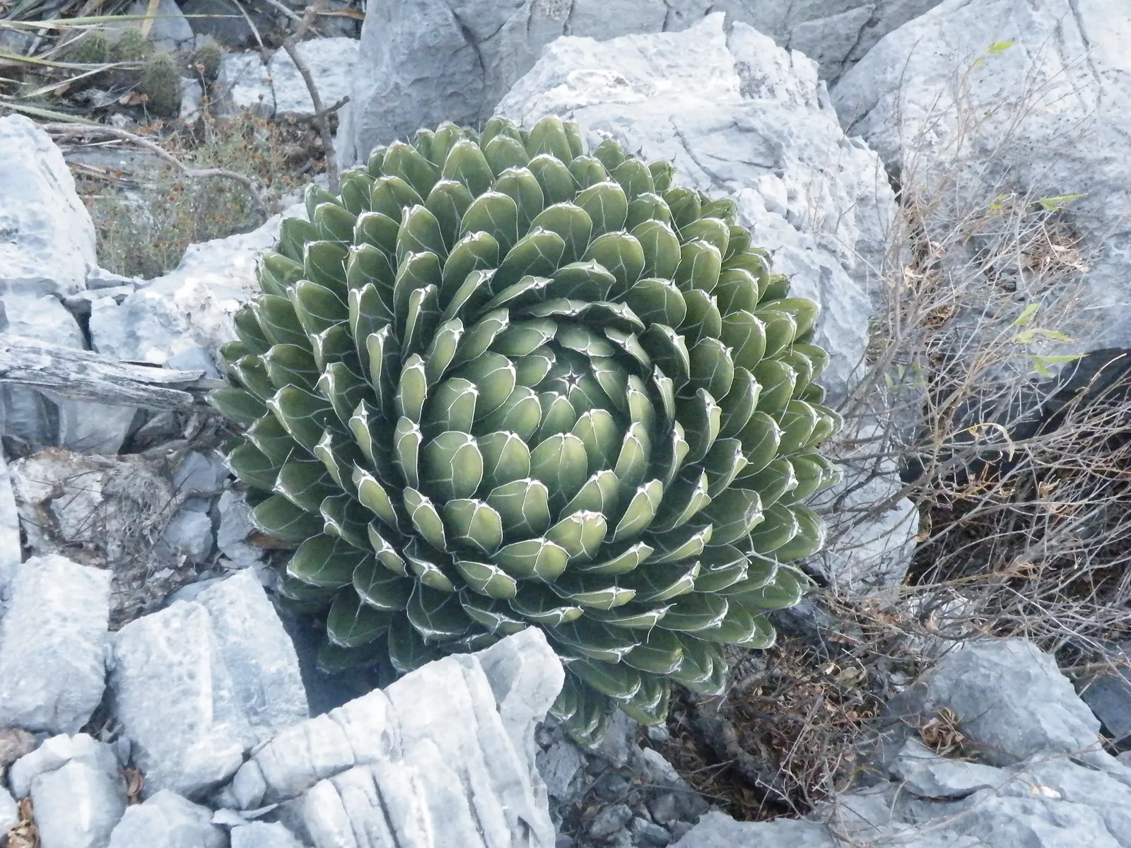 Queen Victoria Agave (Agave Victoriae-Reginae) — Each leaf ends in a distinctive black spine; being drought tolerant, it requires minimal water, thriving in