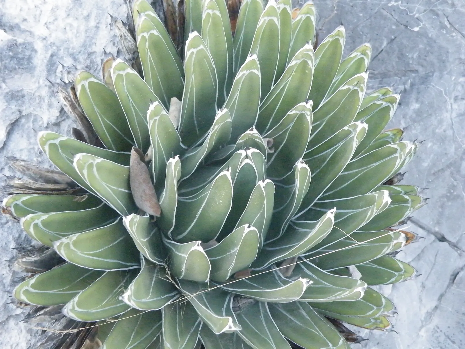 Queen Victoria Agave (Agave Victoriae-Reginae) — consider utilizing it as a focal point in rock gardens