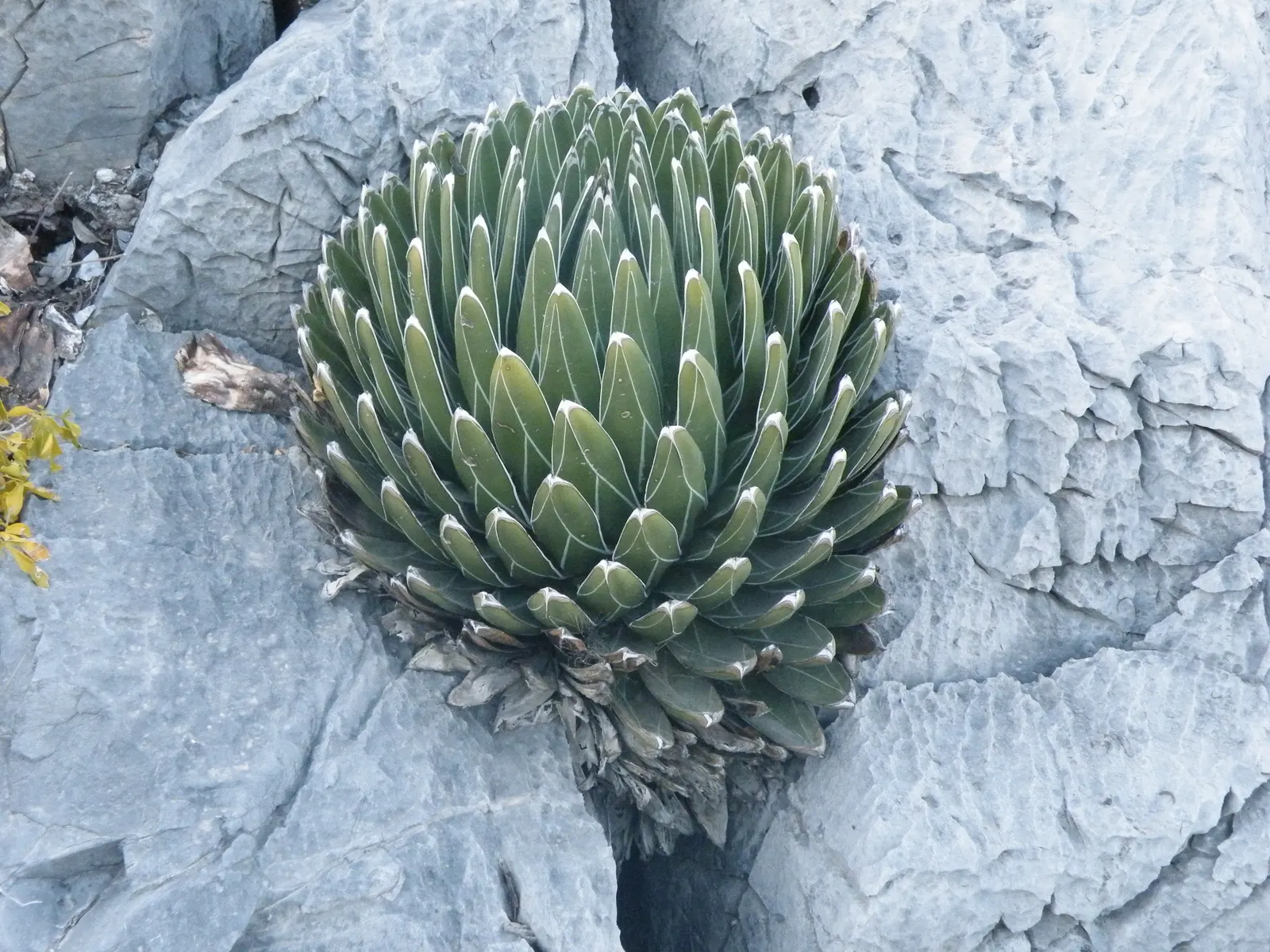 Queen Victoria Agave (Agave Victoriae-Reginae) — The Queen Victoria Agave is a slow grower and can take ten years or more to flower