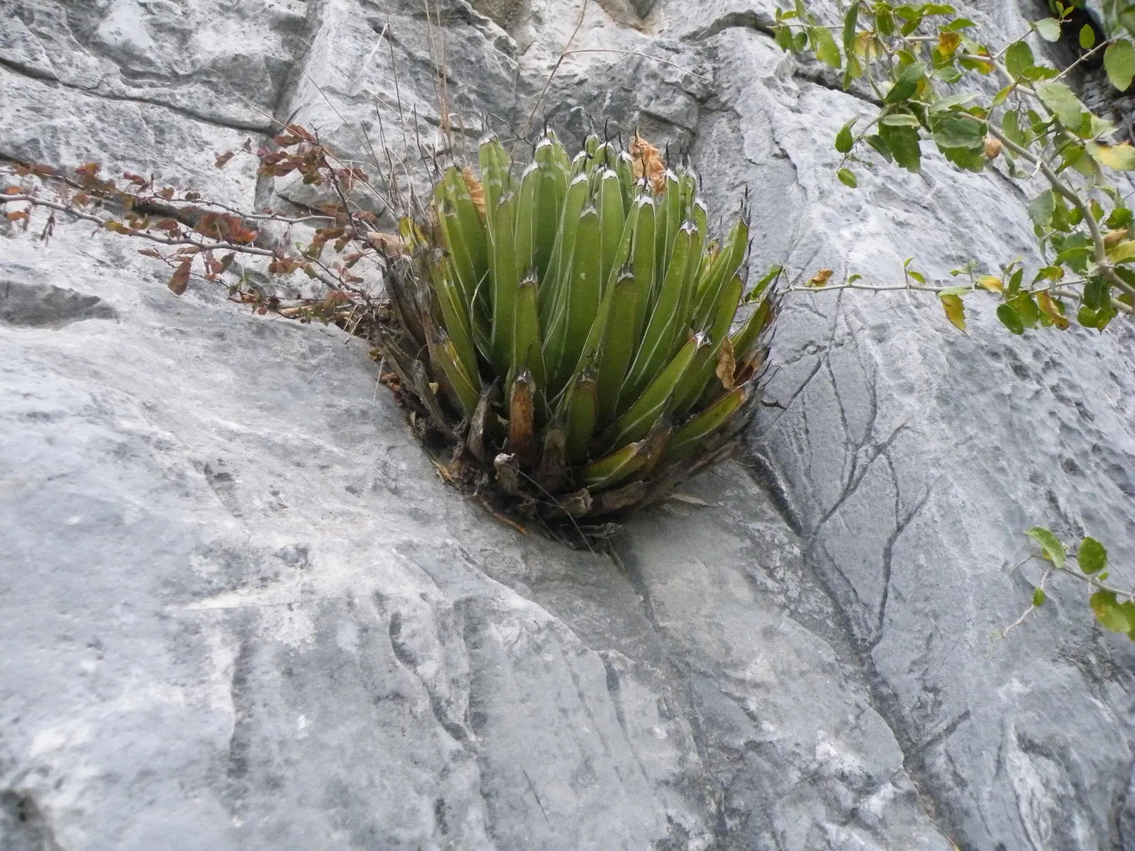 Queen Victoria Agave (Agave Victoriae-Reginae) — succulent with purple and red blooms; although frost may damage its tips