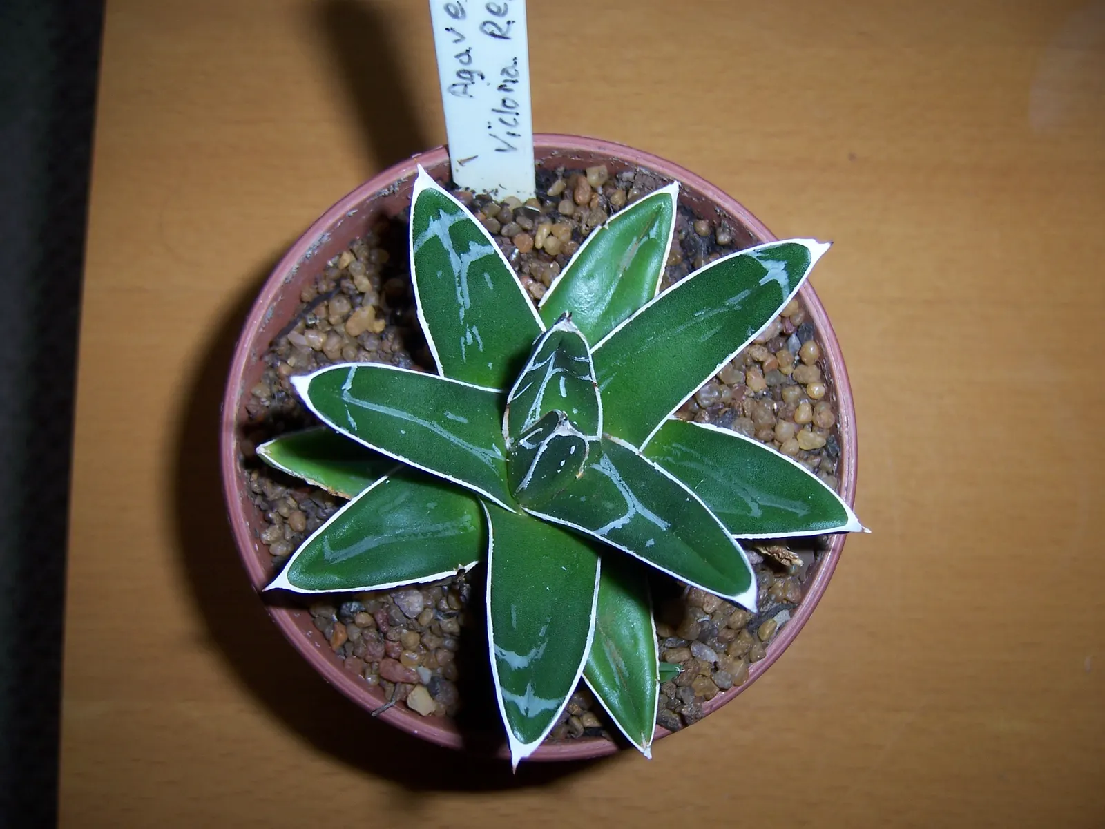 Queen Victoria Agave (Agave Victoriae-Reginae) — consider utilizing it as a focal point in rock gardens; although frost may damage its tips, image 56