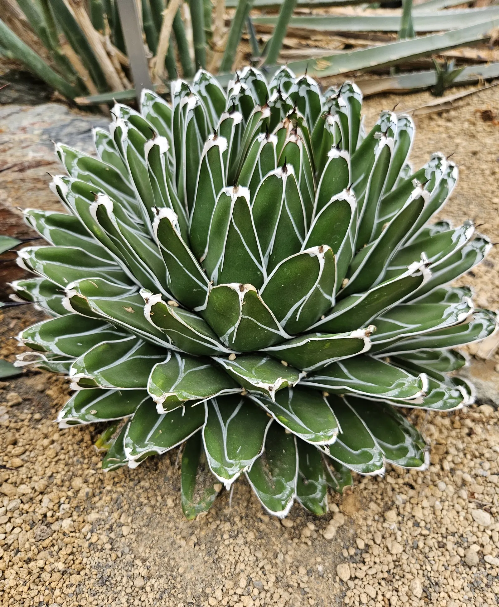 Queen Victoria Agave (Agave Victoriae-Reginae) — or in container plantings for patios and terraces; being drought tolerant, it requires minimal, image 79