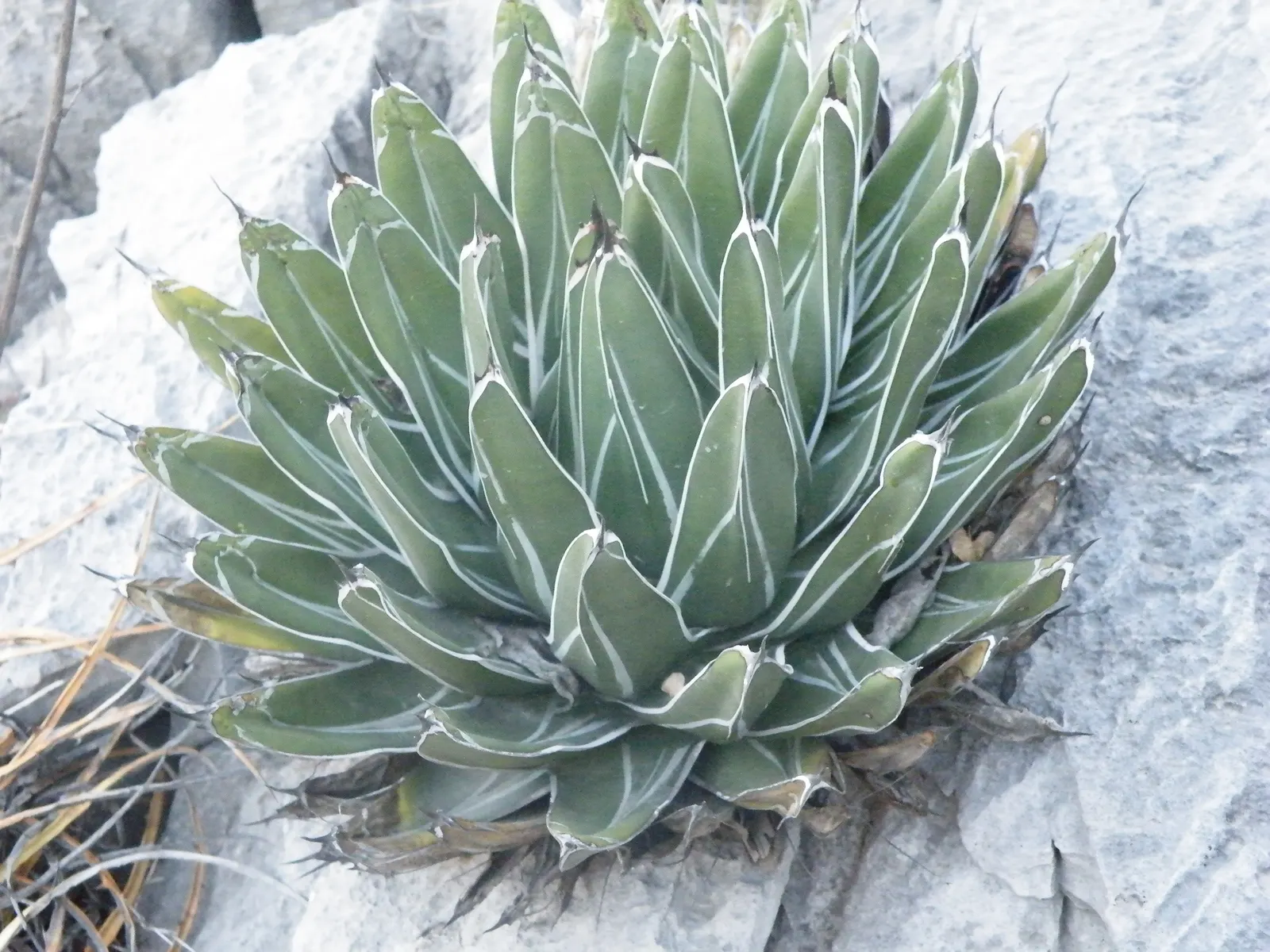Queen Victoria Agave (Agave Victoriae-Reginae) — succulent for full or half; showcasing its geometric beauty as a masterpiece of natural art in any, image 63