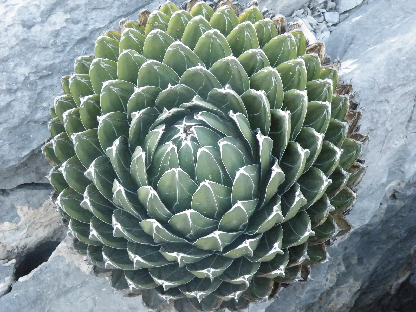 Queen Victoria Agave (Agave Victoriae-Reginae) — although frost may damage its tips, image 53